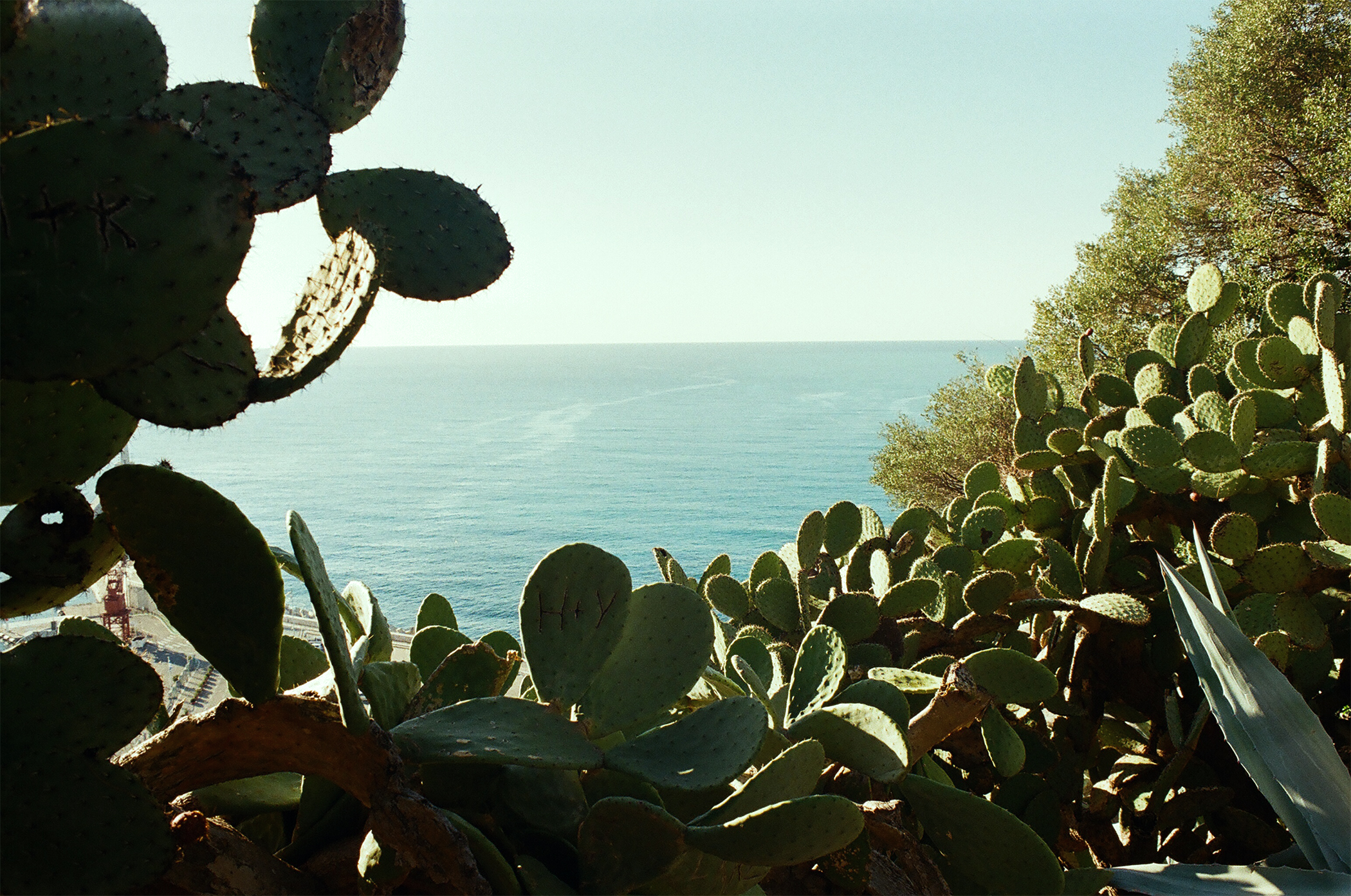 cactus35mm.jpg