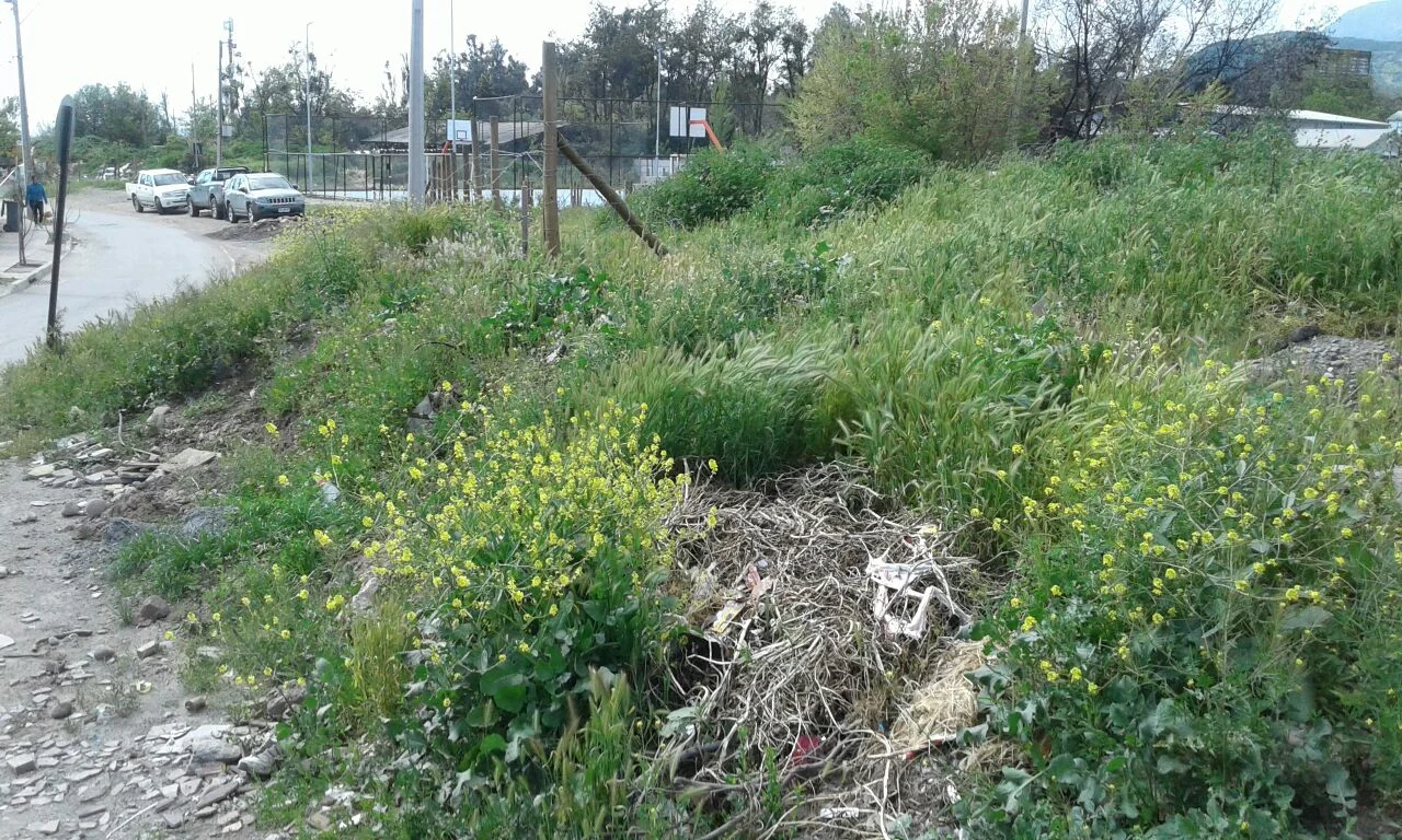 Estado inicial del terreno previo a las faenas de limpieza.