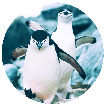 lp_campaign_pic_2020_penguins.gif