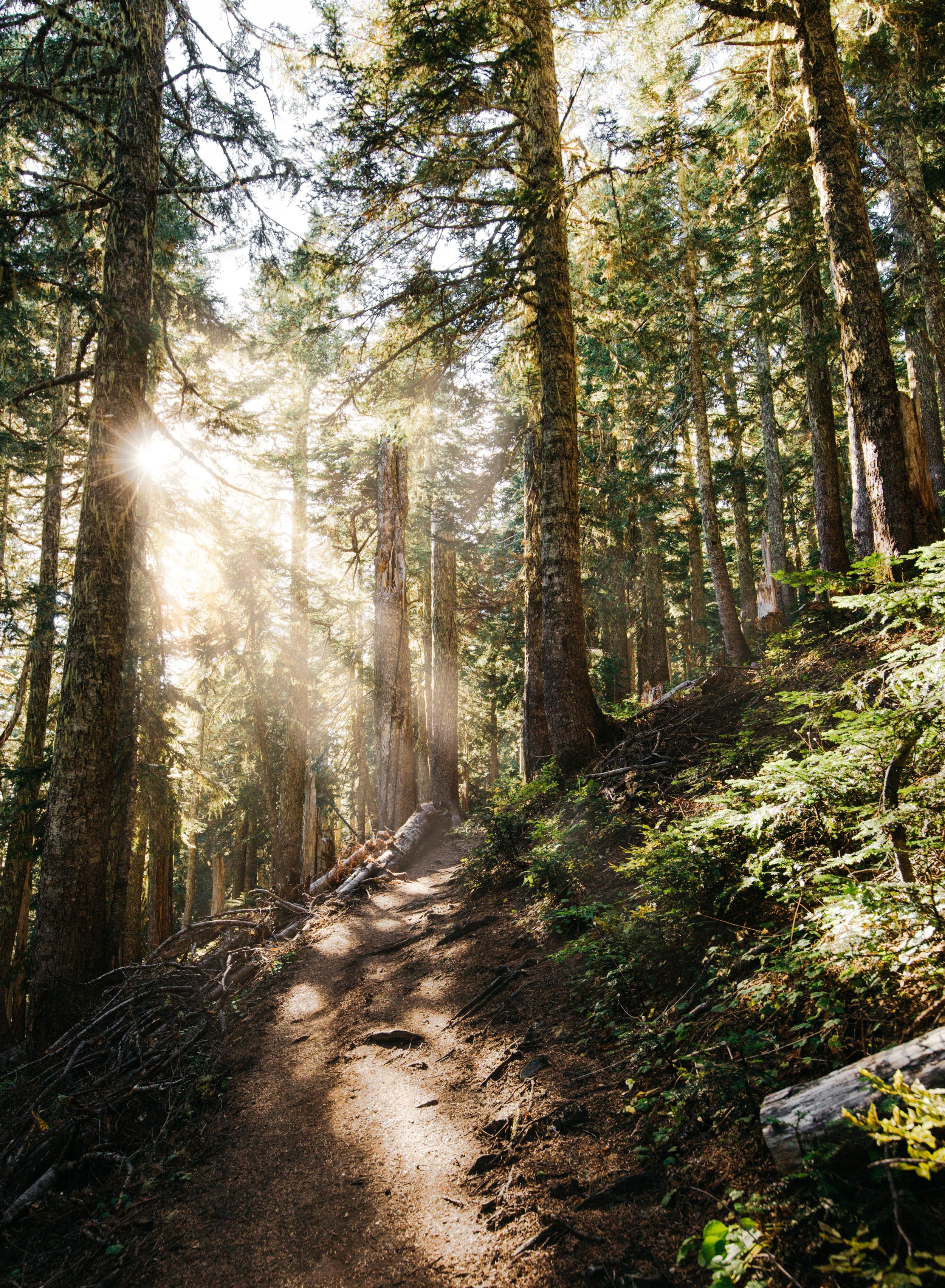 Summit-Lake-Trail.jpg