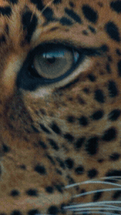 Adobe Express - FEROCIOUS_web_9x16 (1).gif
