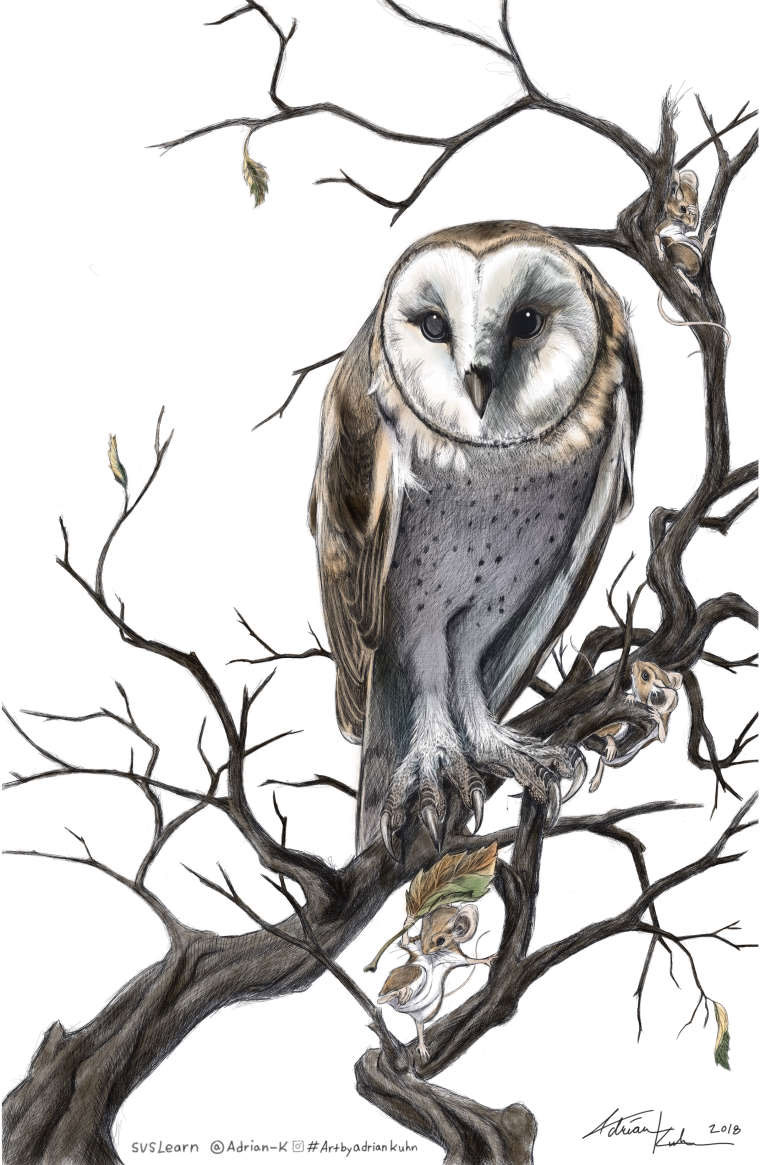 5 Illustration by Adrian Kuhn.jpg