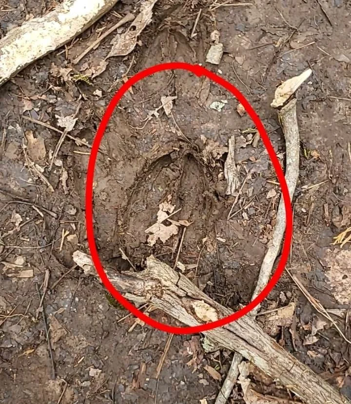 Hoofprint.jpg