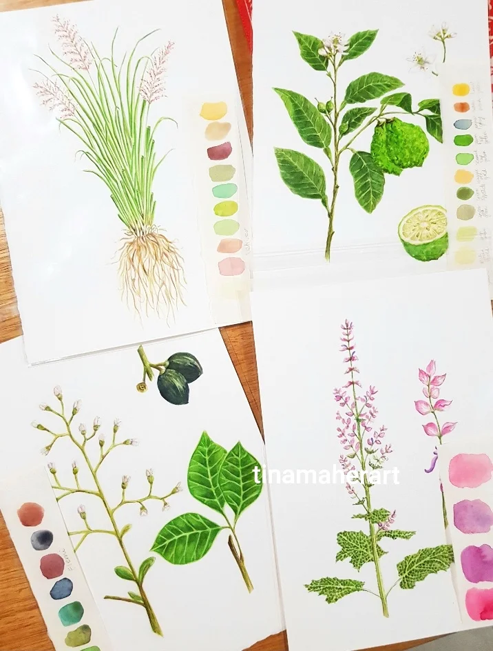 Botanical Illustration
