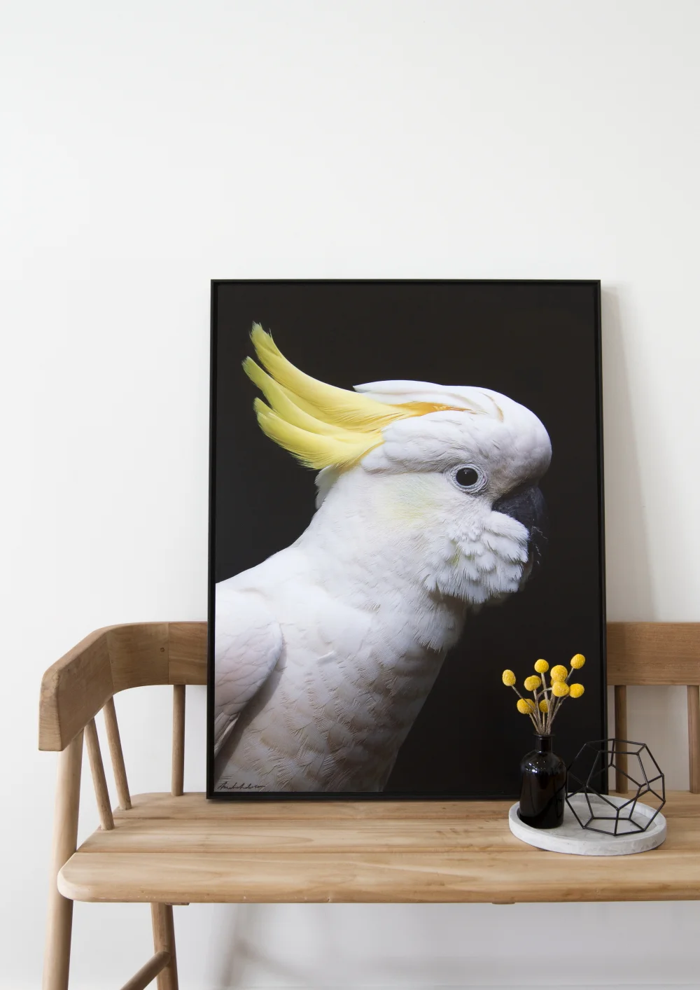 Sulphur-CrestedCockatoo_low.JPG