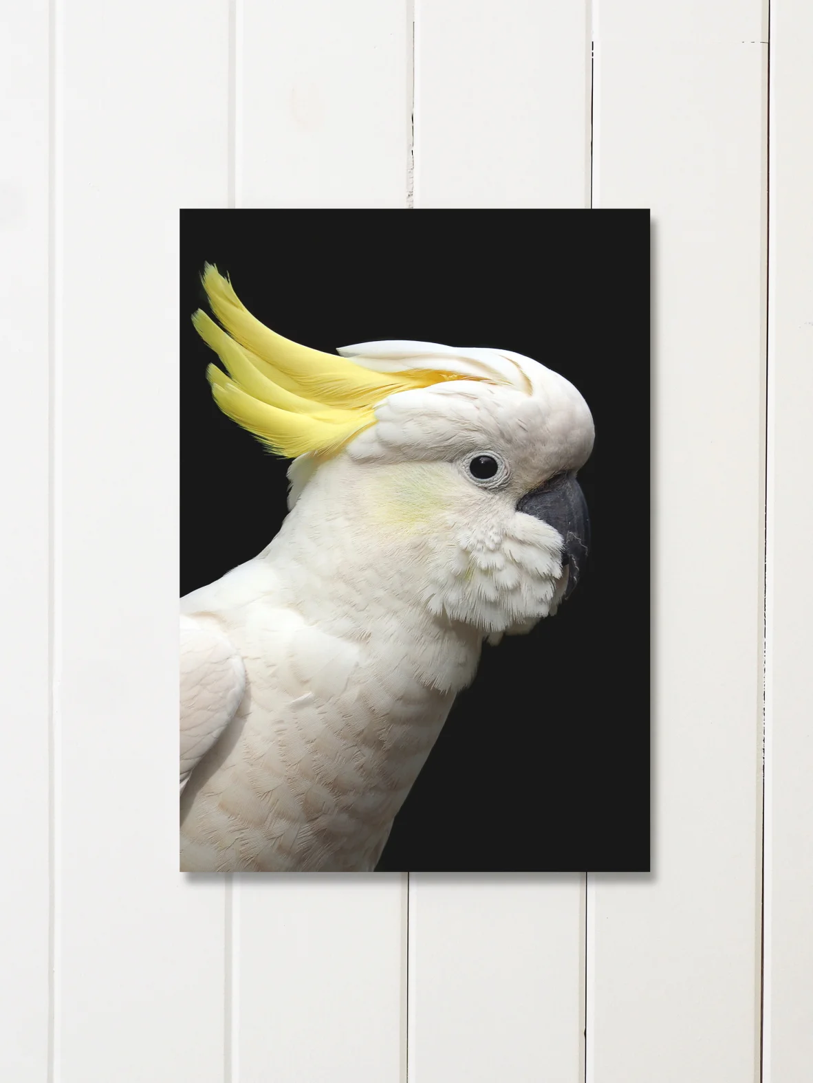 Sulphur-crested-liningboards_LOWRES.JPG