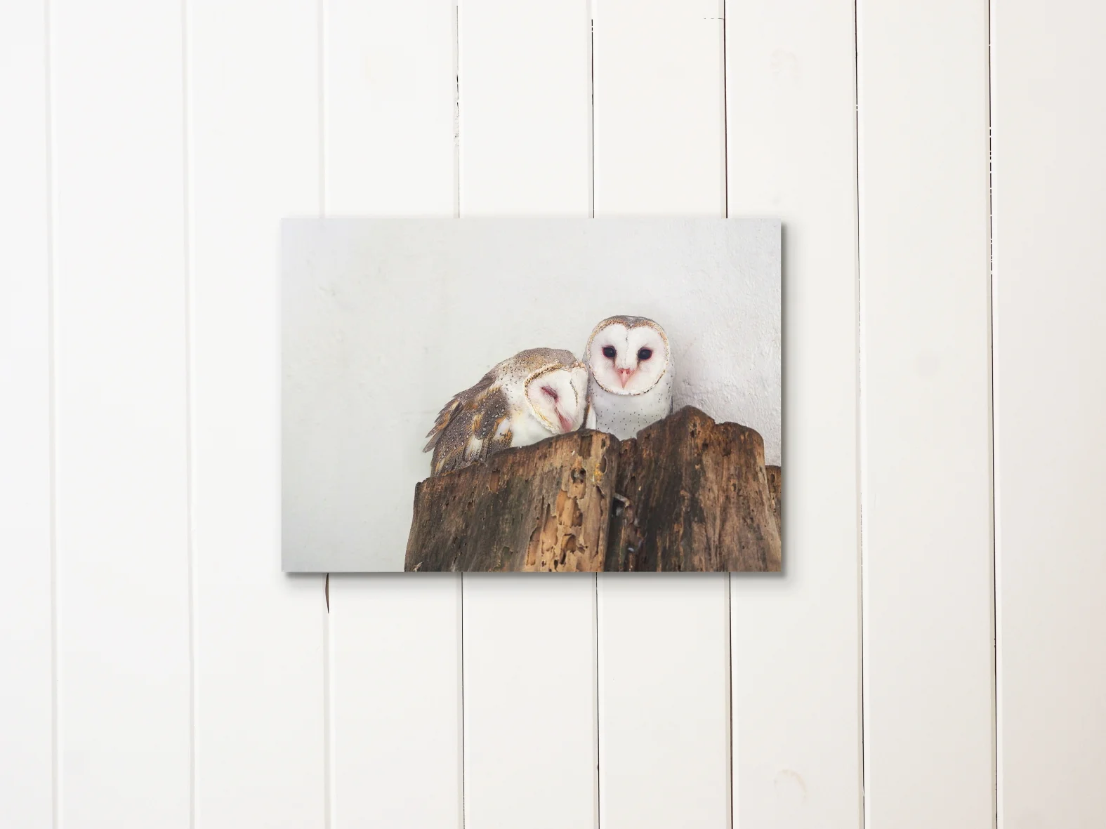 barnOwls-liningboards_LOWRES.JPG