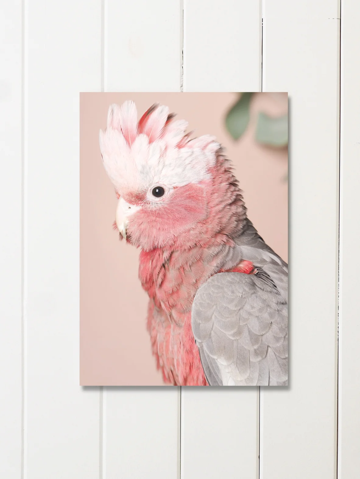 PinkieNo.3-liningboards_LOWRES.JPG