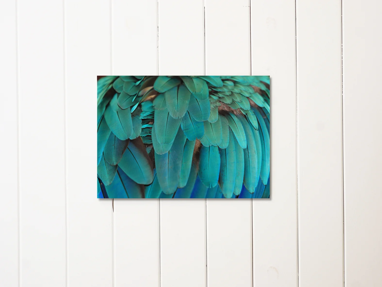 Macaw_feathers-liningboards_LOWRES.JPG