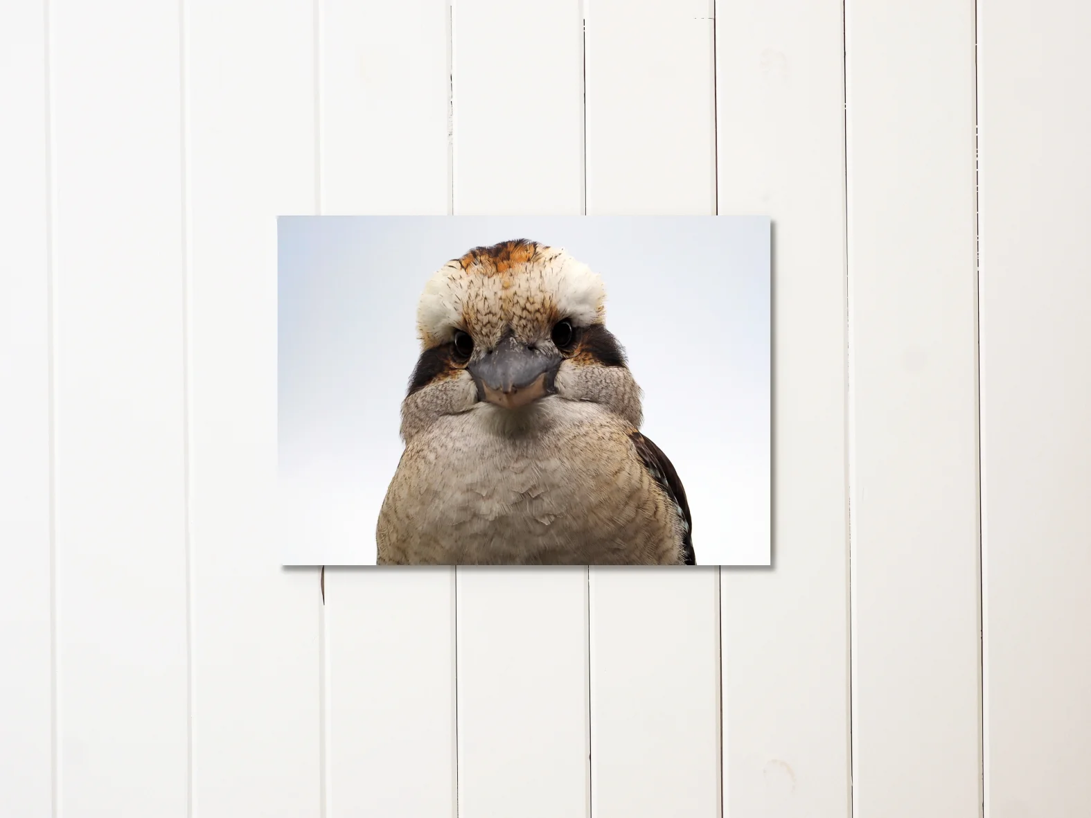 fluffy_cheeks-liningboards_LOWRES.JPG