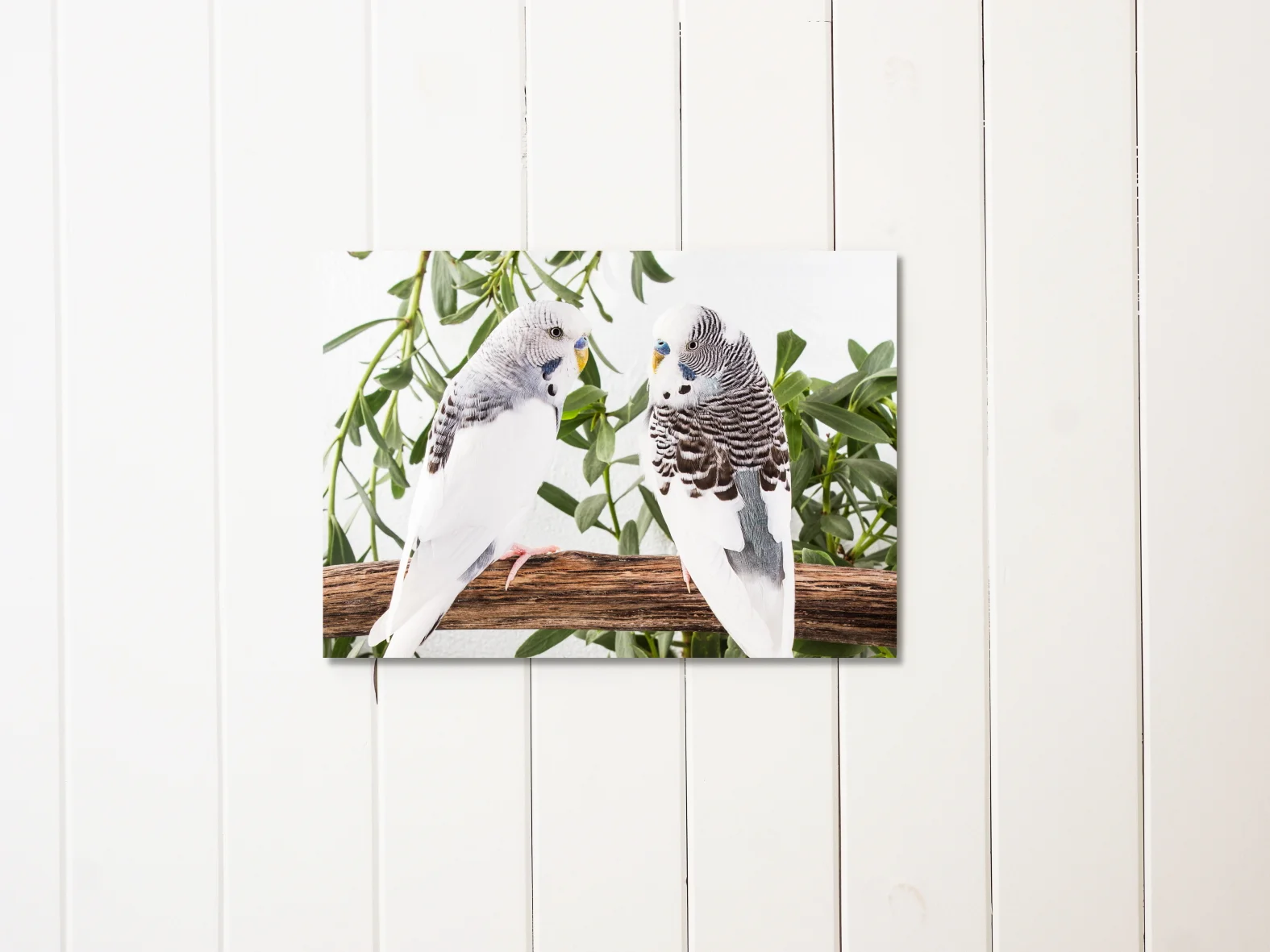 twoLittleDickieBirds-liningboards_LOWRES.JPG