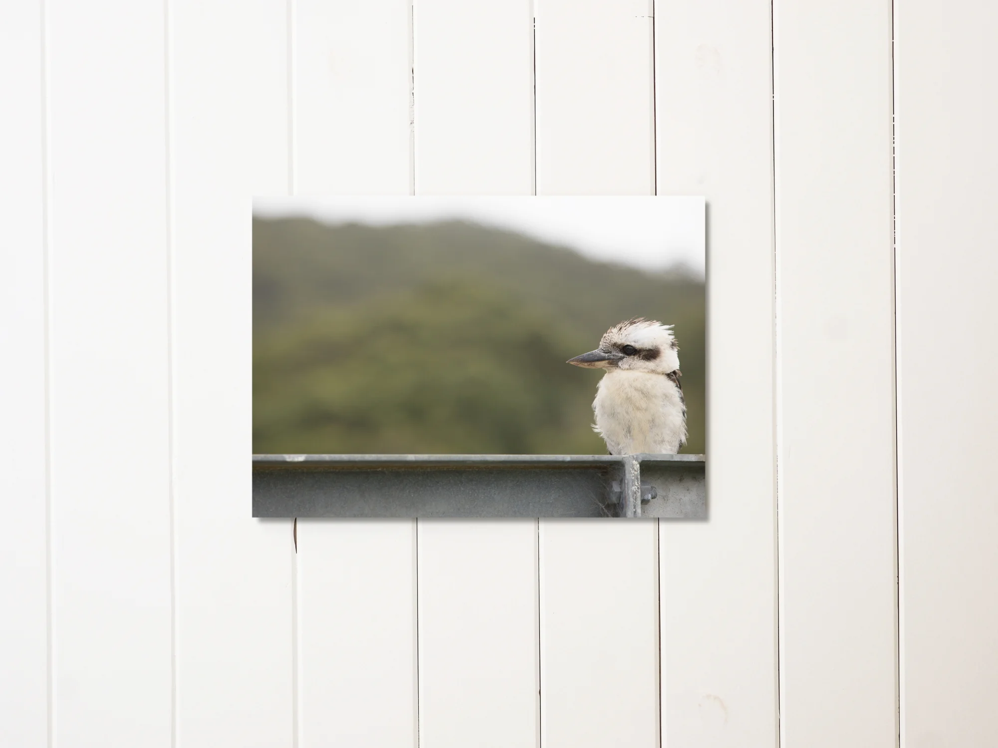 Kooka-Forrest-liningboards_LOW2.JPG