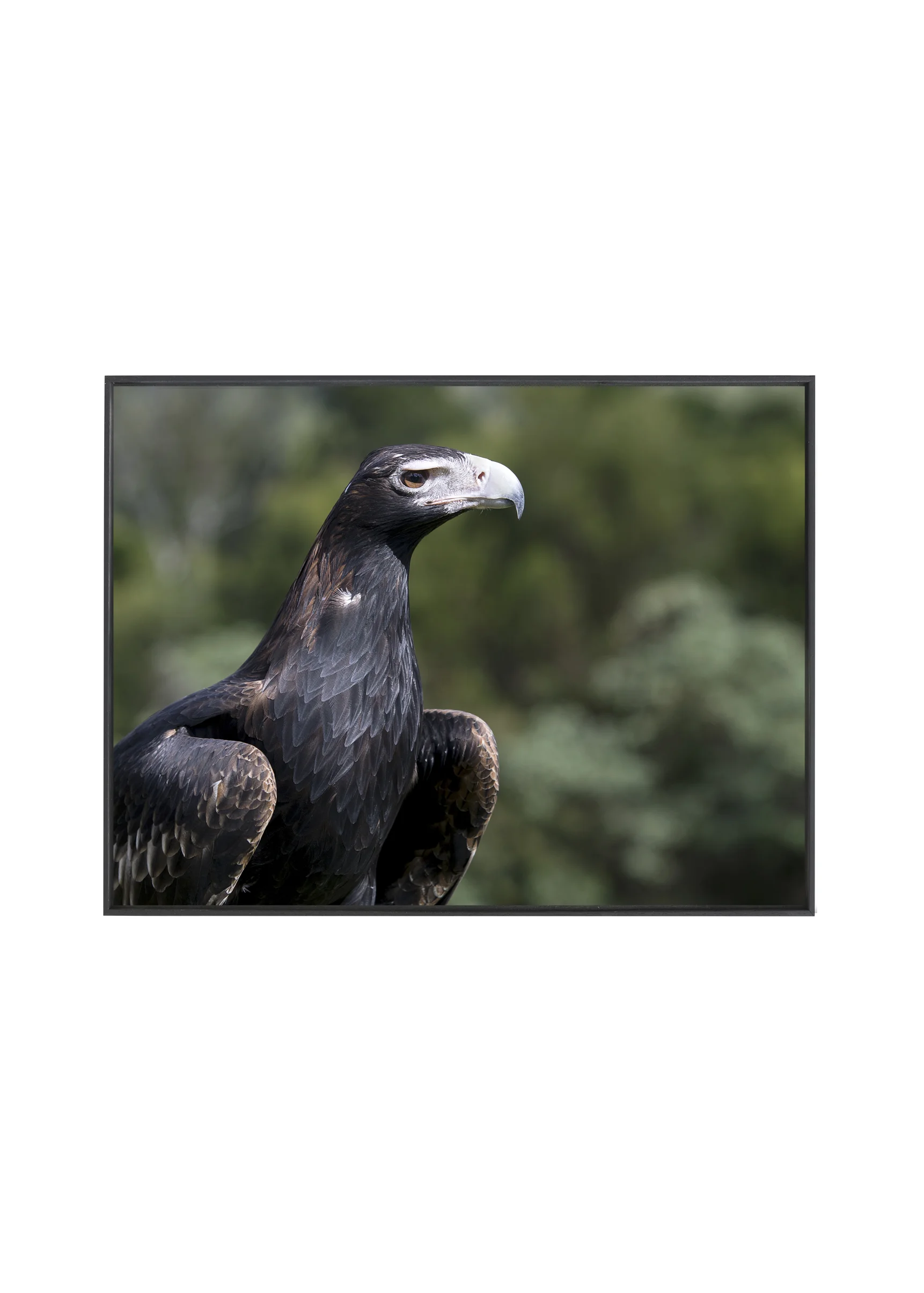 Eagle_BLK.jpg