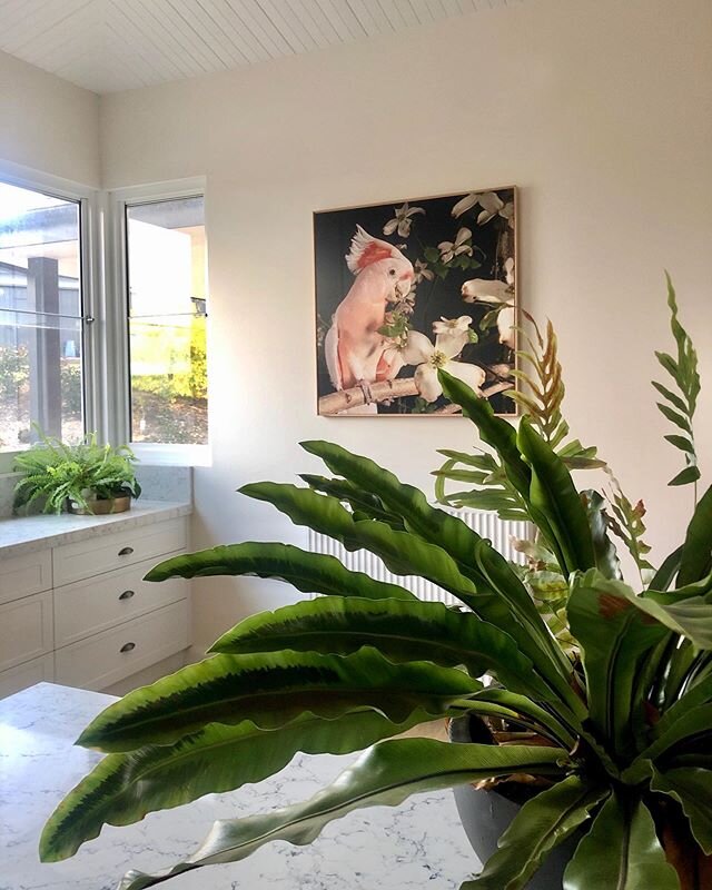 Lush foliage and birdie prints in mama&rsquo;s kitchen 🌿