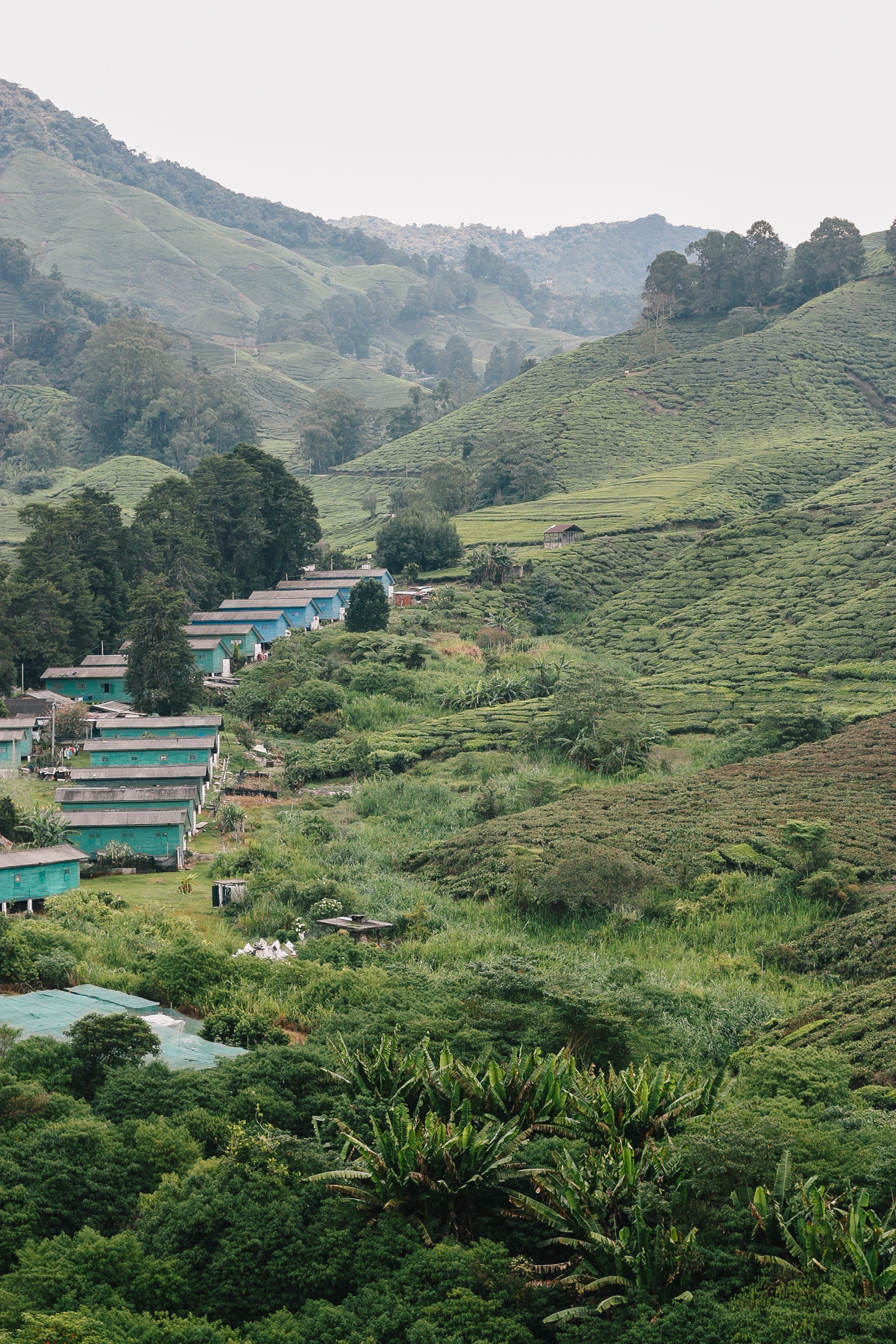 BOH Tea Plantation, Cameron Highlands