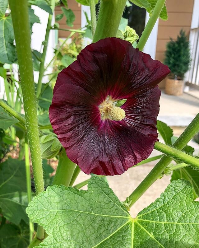 so excited about my sweet, 6ft tall hollyhocks starting to bloom! ID: a deep burgundy bloom with a creamy yellow center has opened, surrounded on all sides big, bright green leaves.