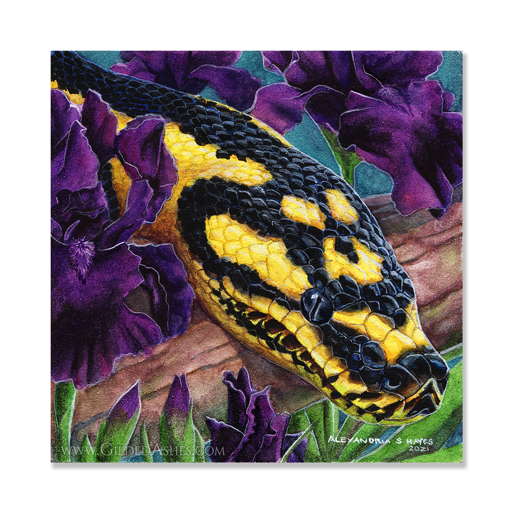 Harmony I Morelia Spilota Gildedashes The Art Of Alexandria Hayes Harmony I Morelia Spilota Gildedashes The Art Of Alexandria Hayes