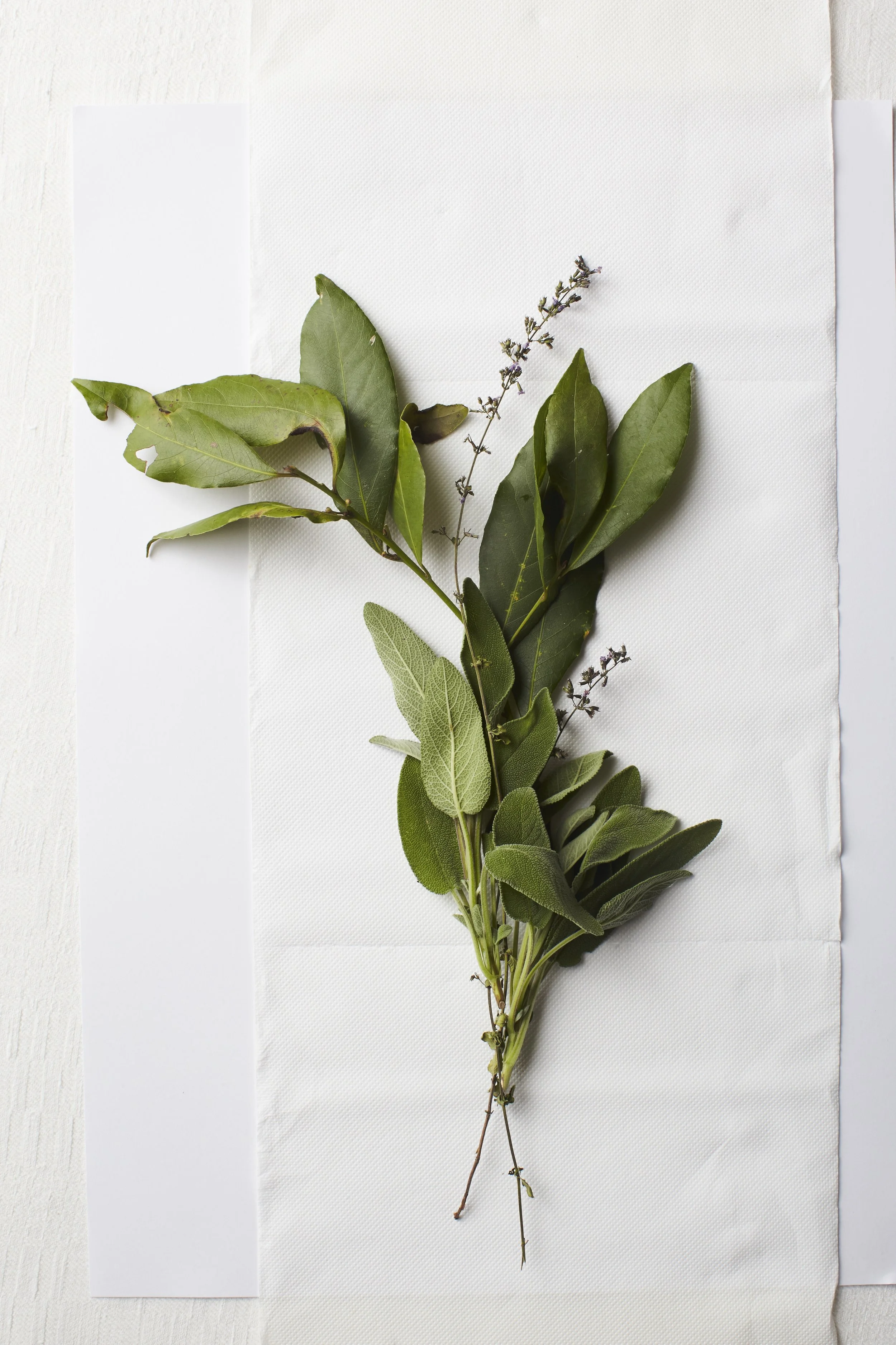 Herbs_0641web.jpg