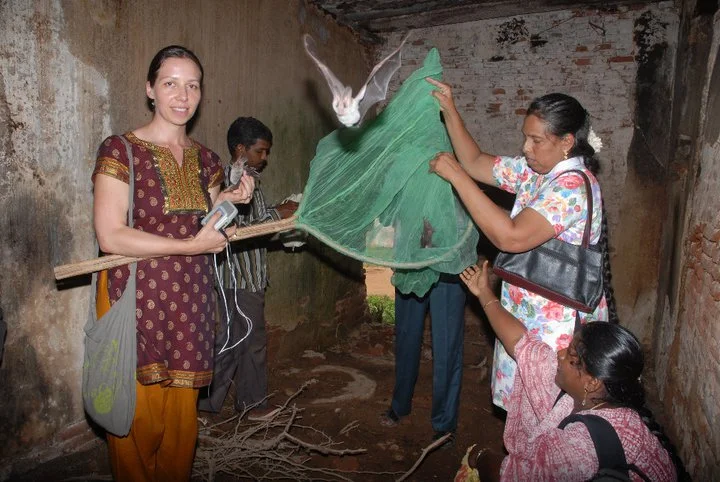 On the road in India, studying bats.