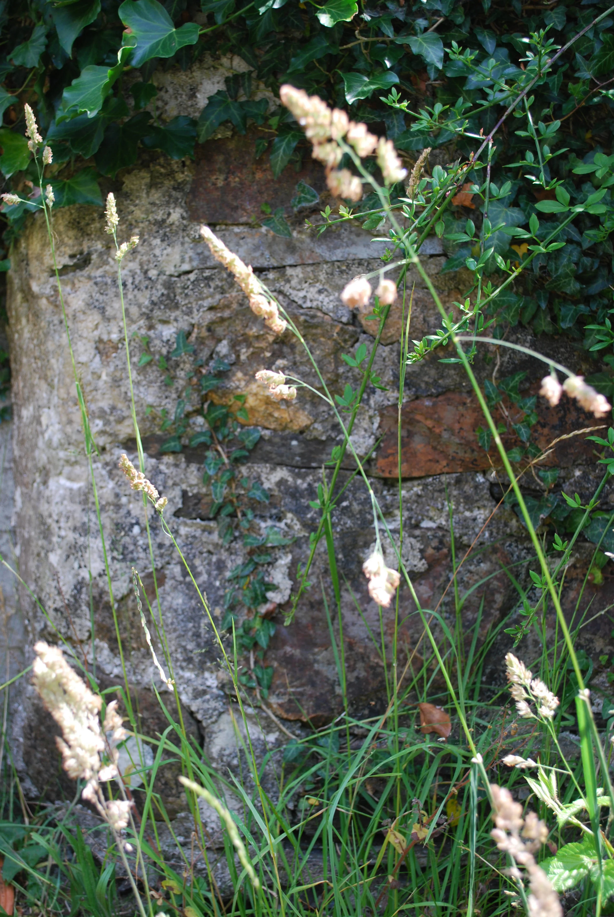 3rd pair green grass.JPG