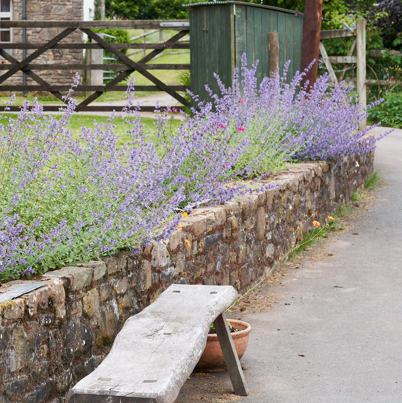 1-63-Lavender Farm 15.6.18 76.jpg