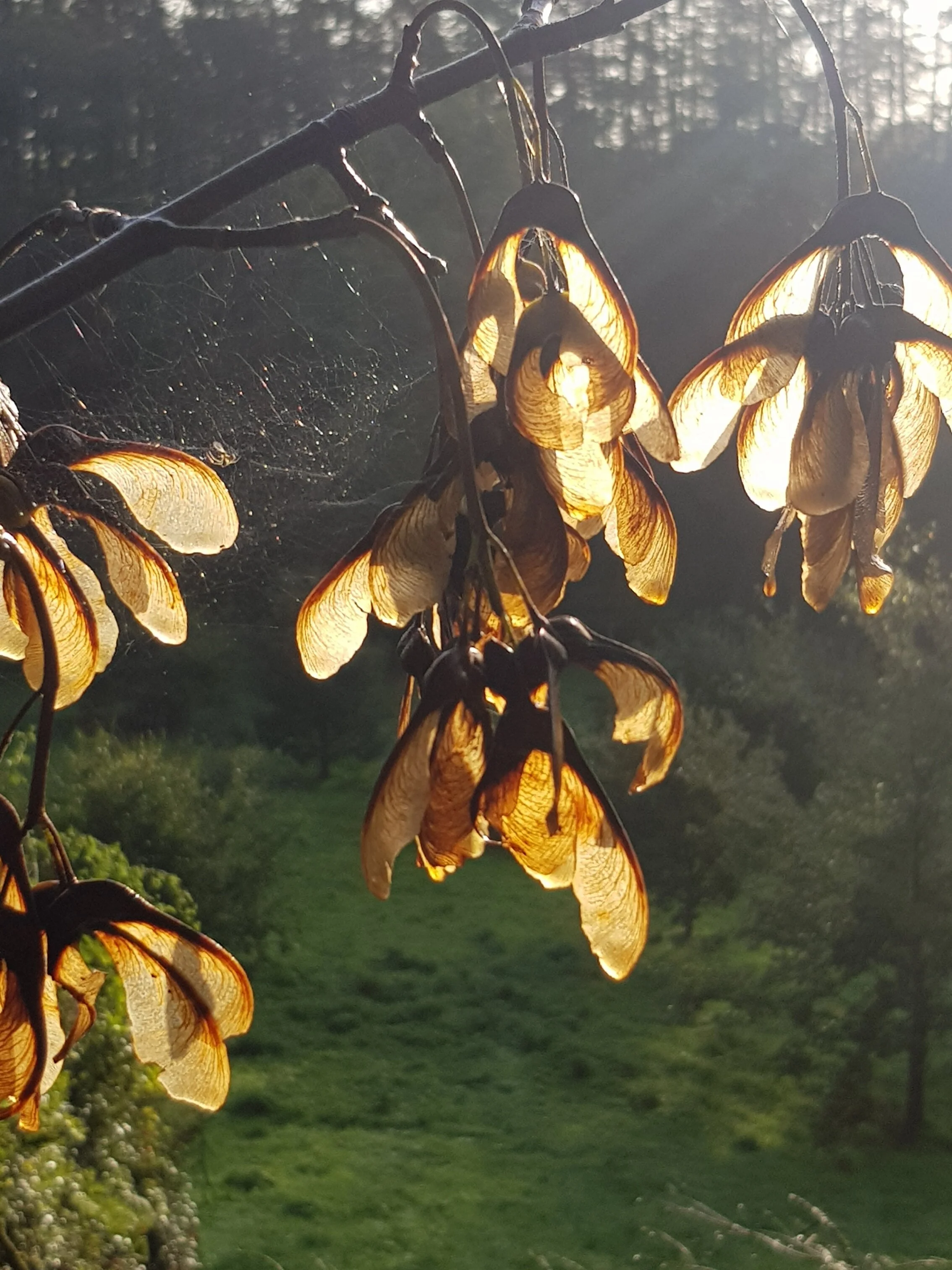 4th emlyn bedspreads .JPG