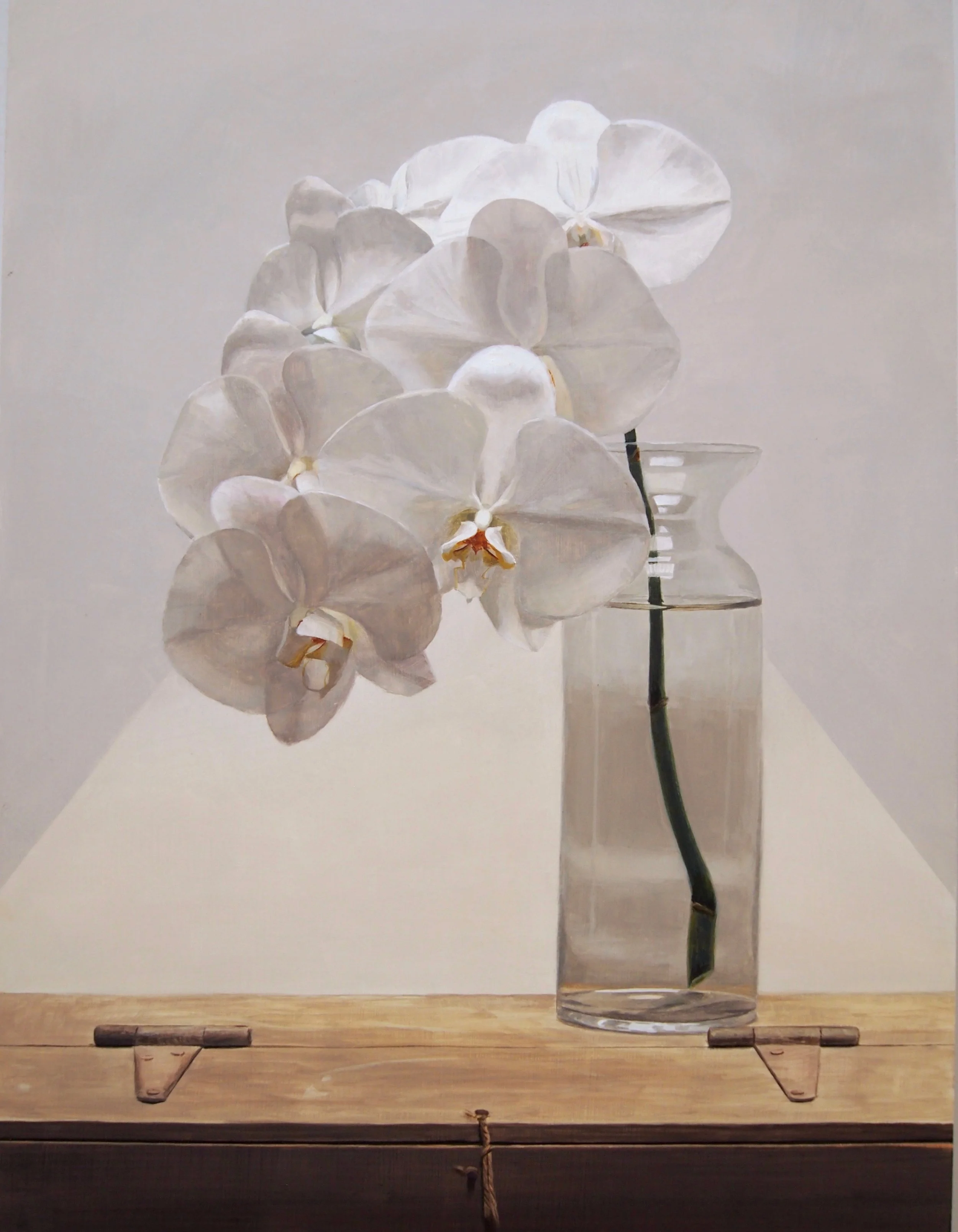 White Phalaenopsis