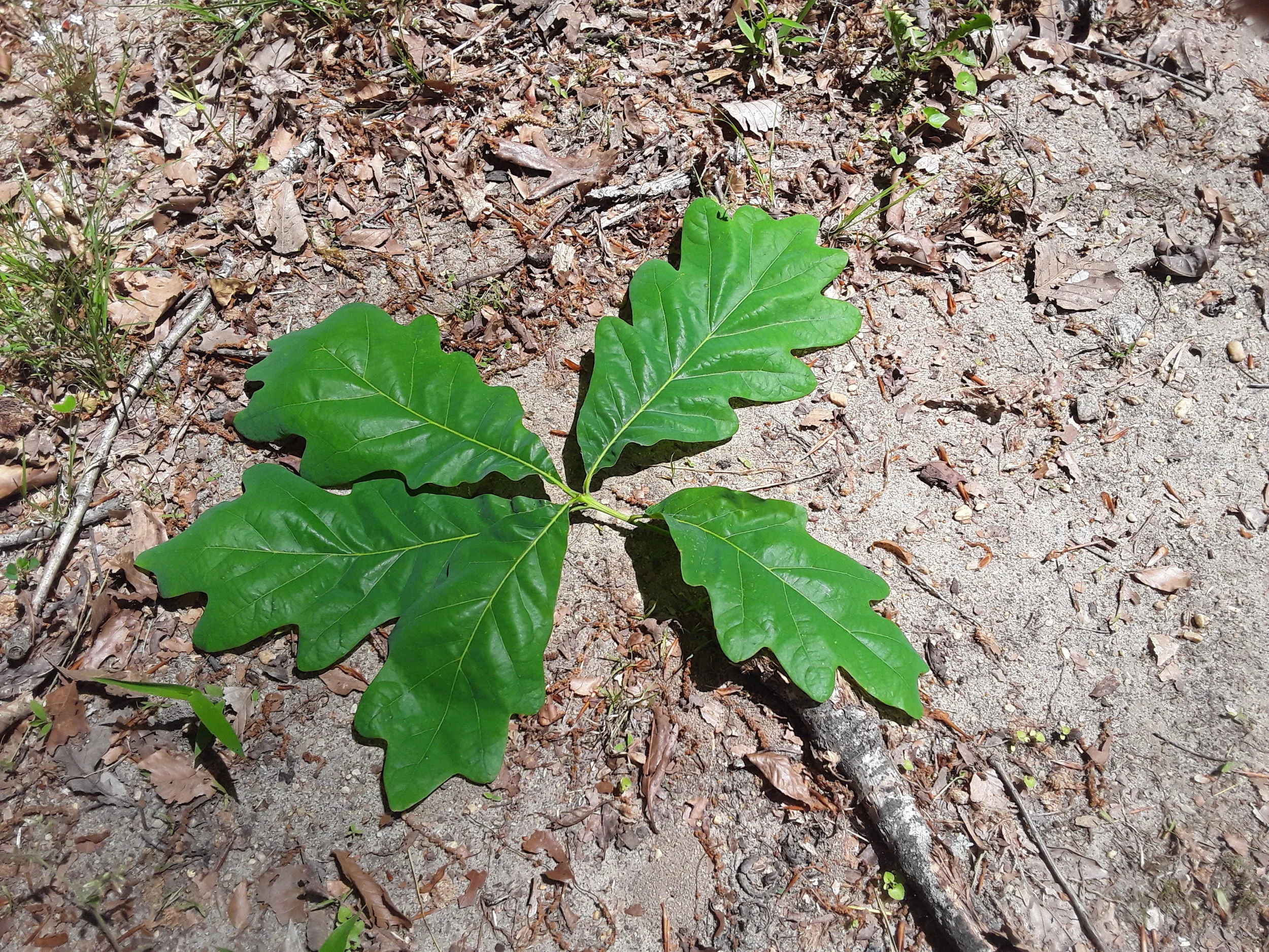 20190504_133907.jpg