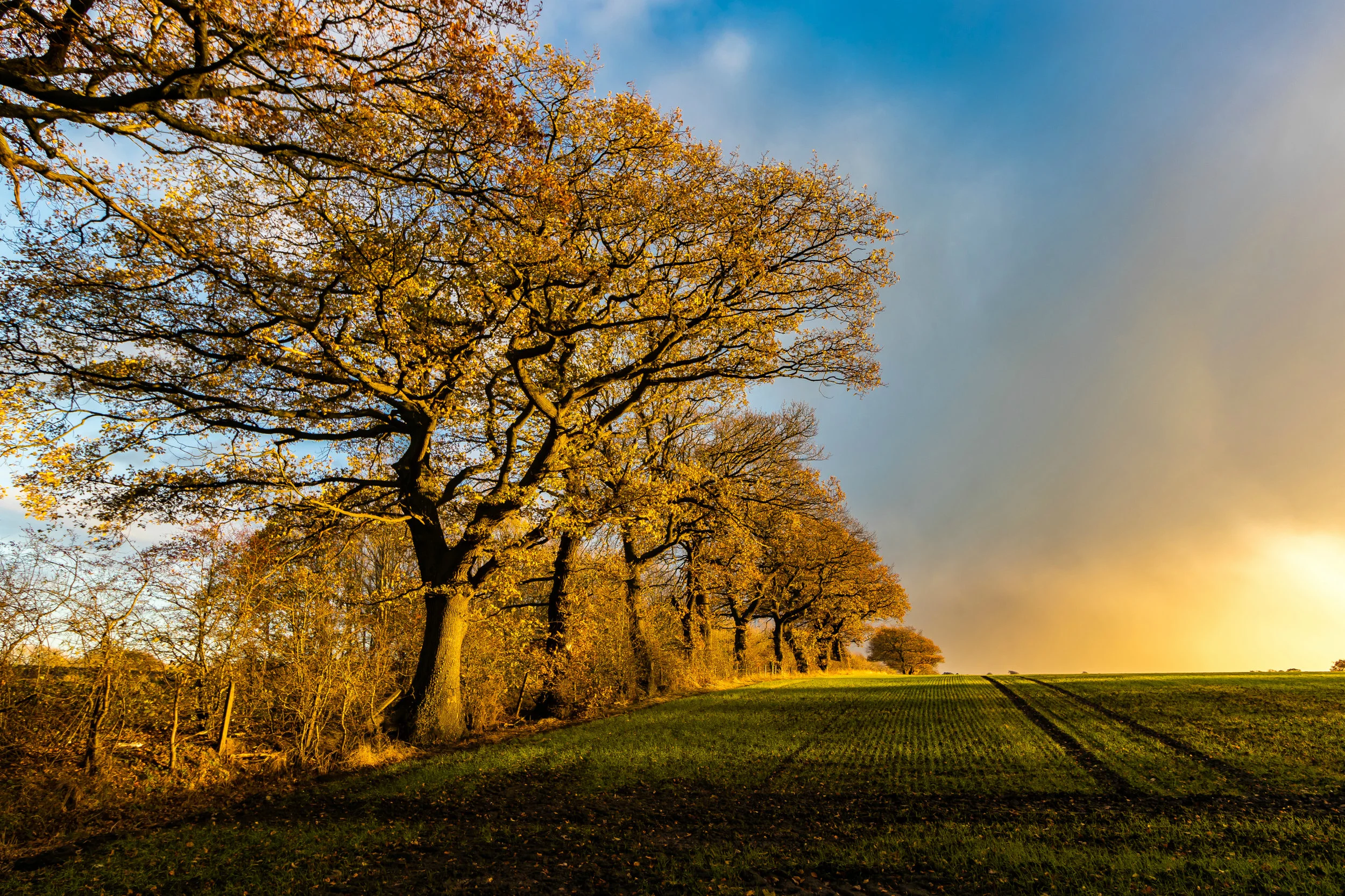 (857) Winter Light Bathing Trees, Ratho, Edinburgh, Scotland.jpg