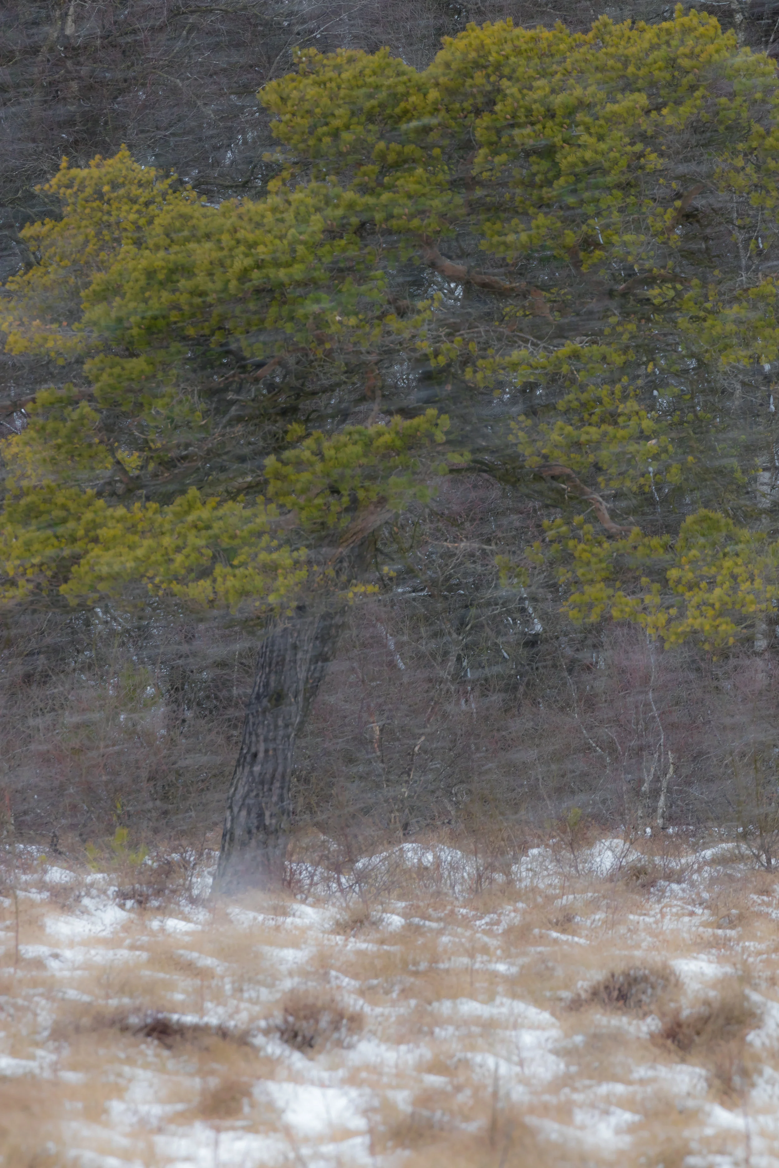 (1030) Lone Pine Tree in Snow Blizzard, Nature Reserve, West Lothian, Scotland.jpg