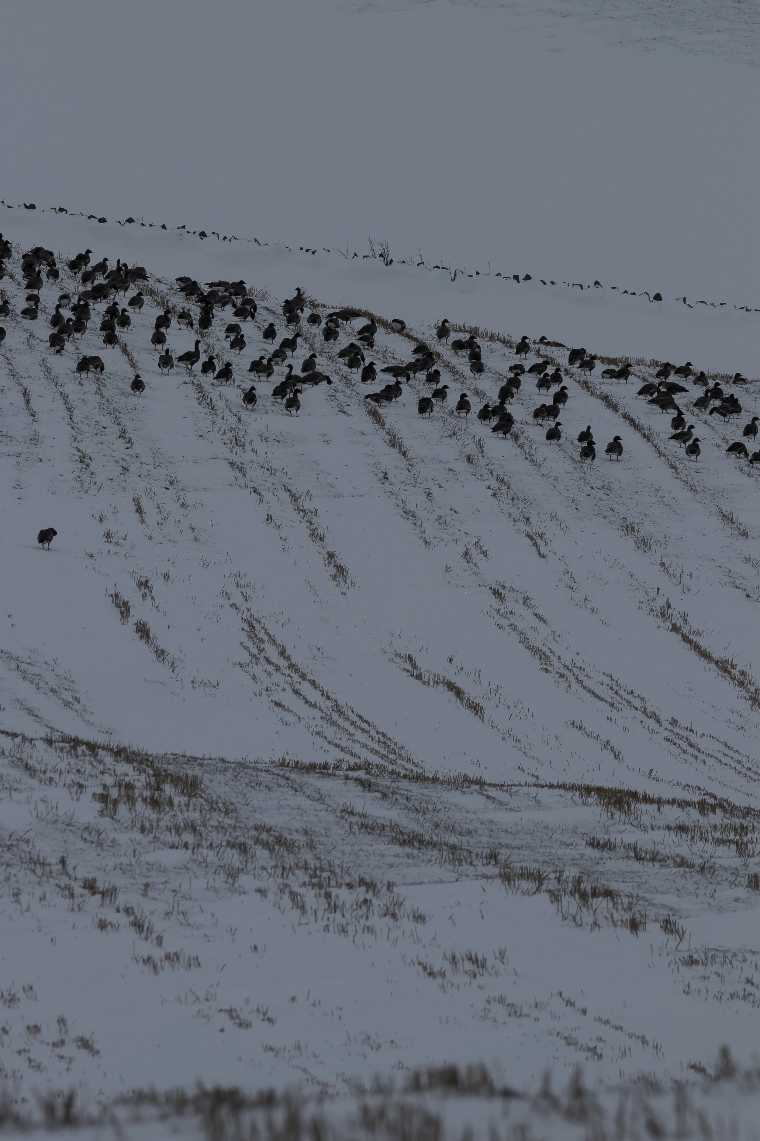 (1011) Wild Geese in Snow Field, Ratho Farm, Ratho, West Edinburgh, Scotland, March 2018.jpg