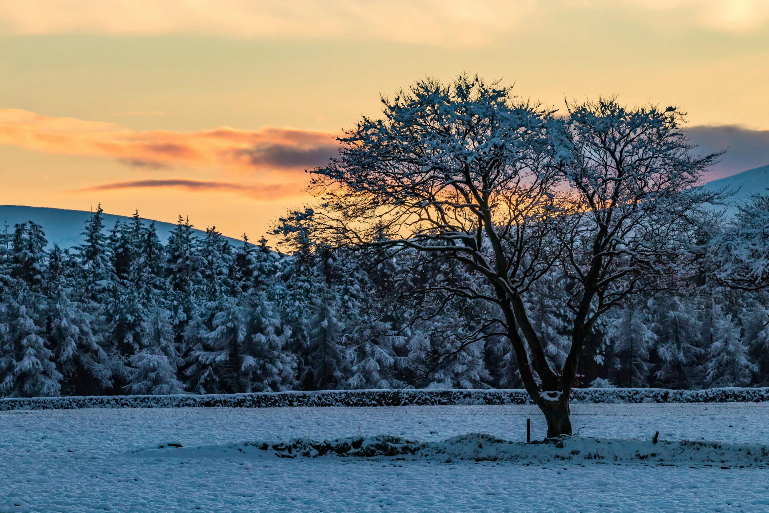 (963) Snowy Tree at Sunset, Pentland Hills Regional Park, Balerno, Edinburgh, Scotland.jpg