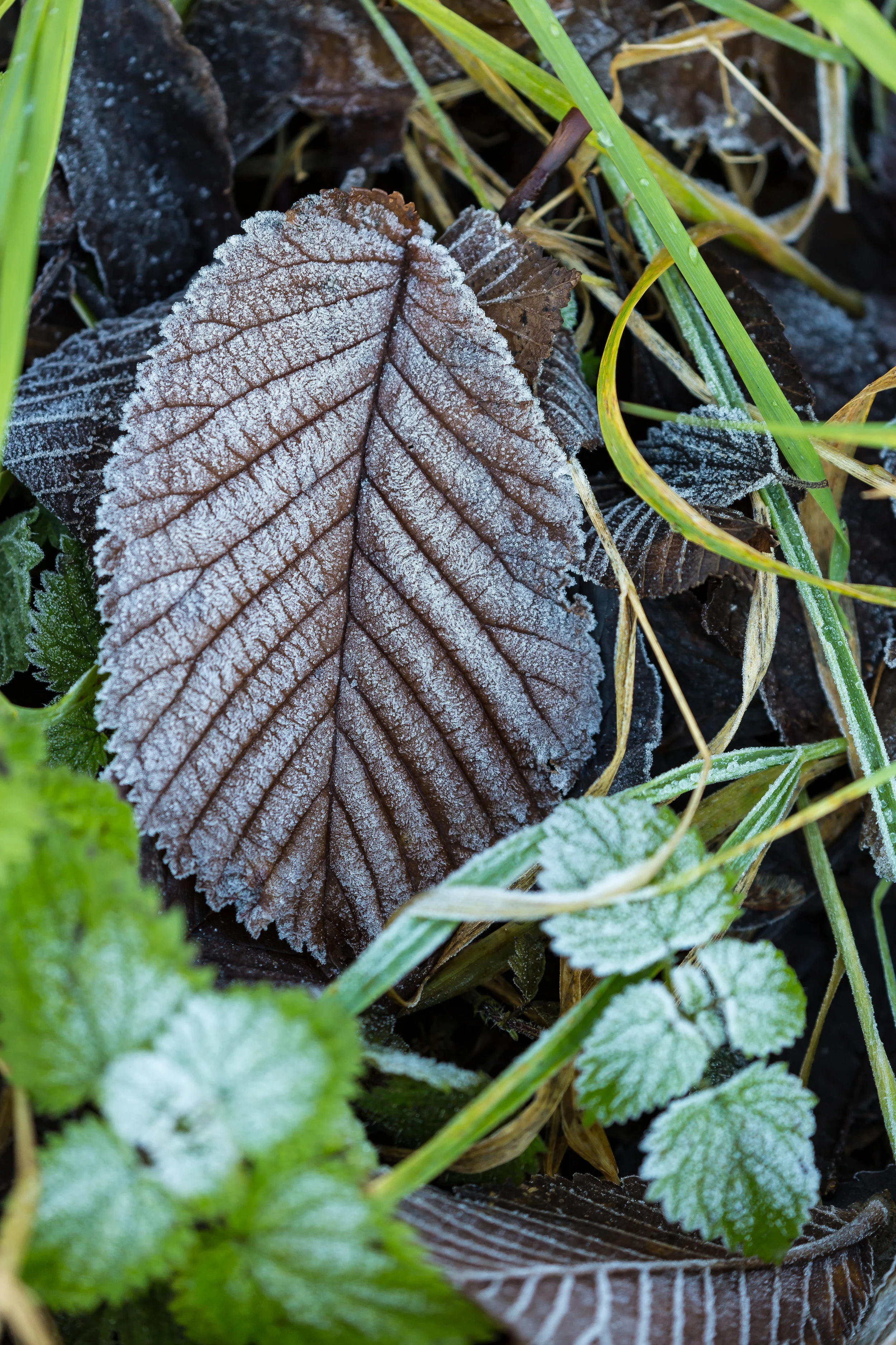 (871) Frosted Winter Leaf, Edinburgh, Scotland.jpg
