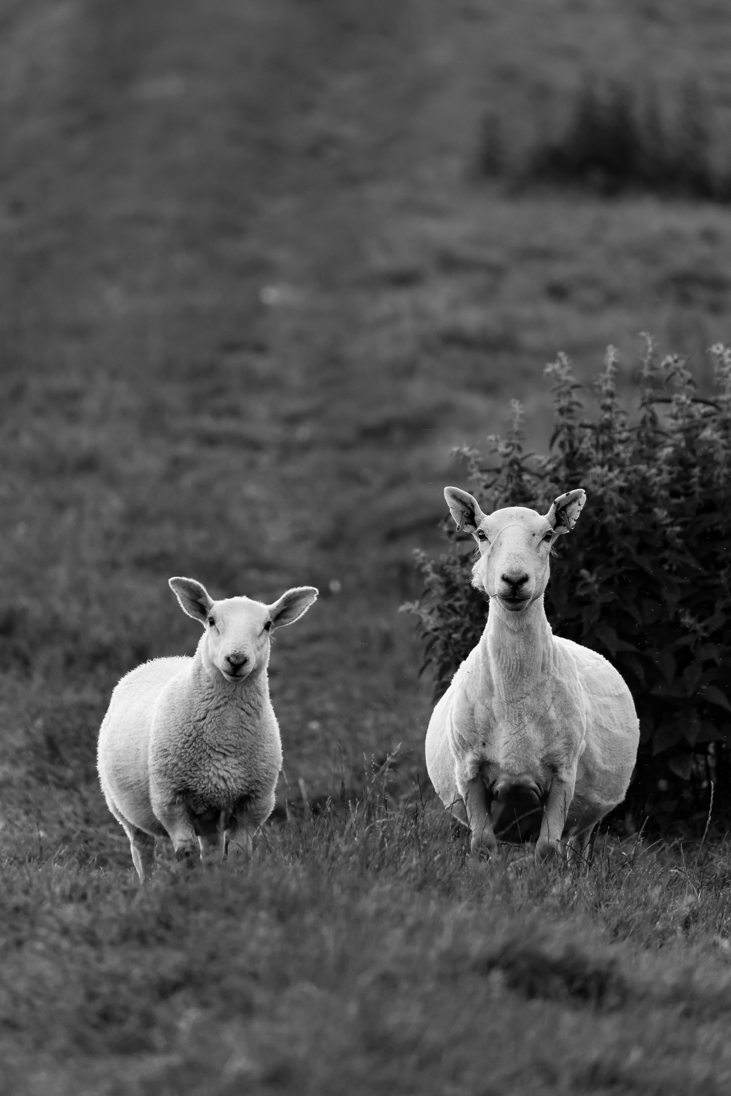 (696) Sheep and Lamb, Argyll and Bute, Scotland.jpg