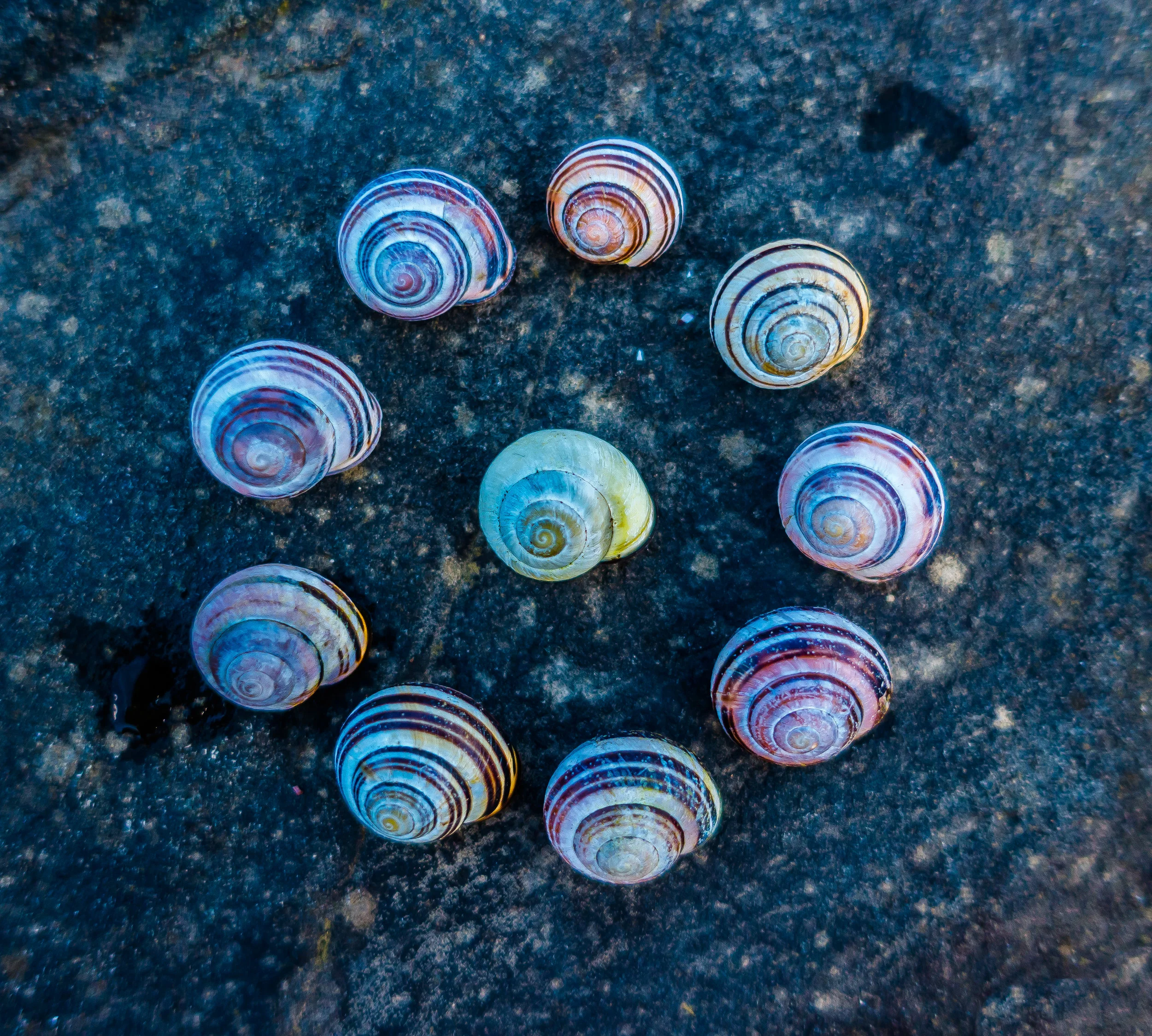 (442) Colourful Snail Shells.jpg