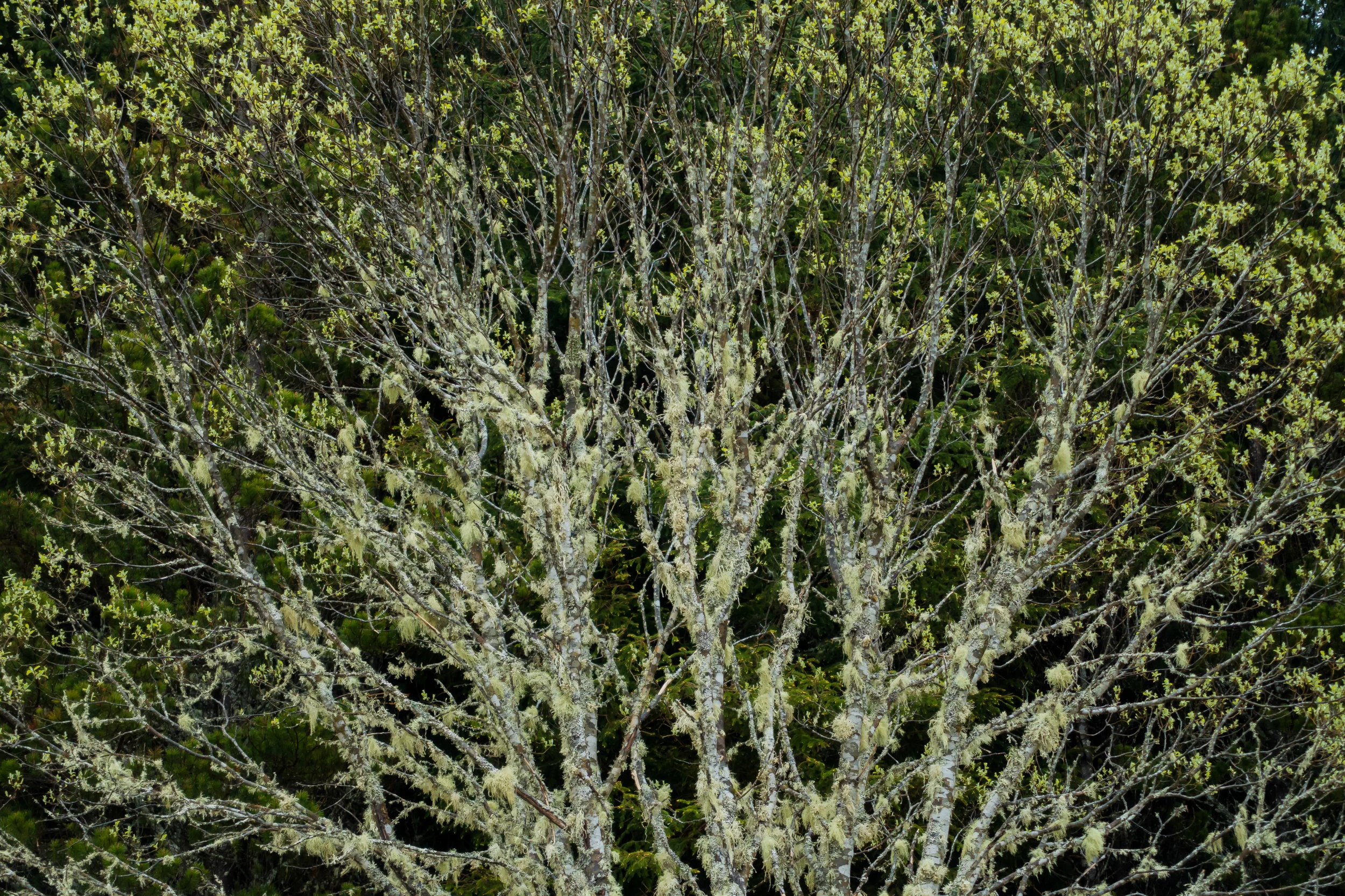 (547) Lichen laden tree, Dalchork Wood, Lairg, Sutherland, Scottish Highlands, Scotland.jpg