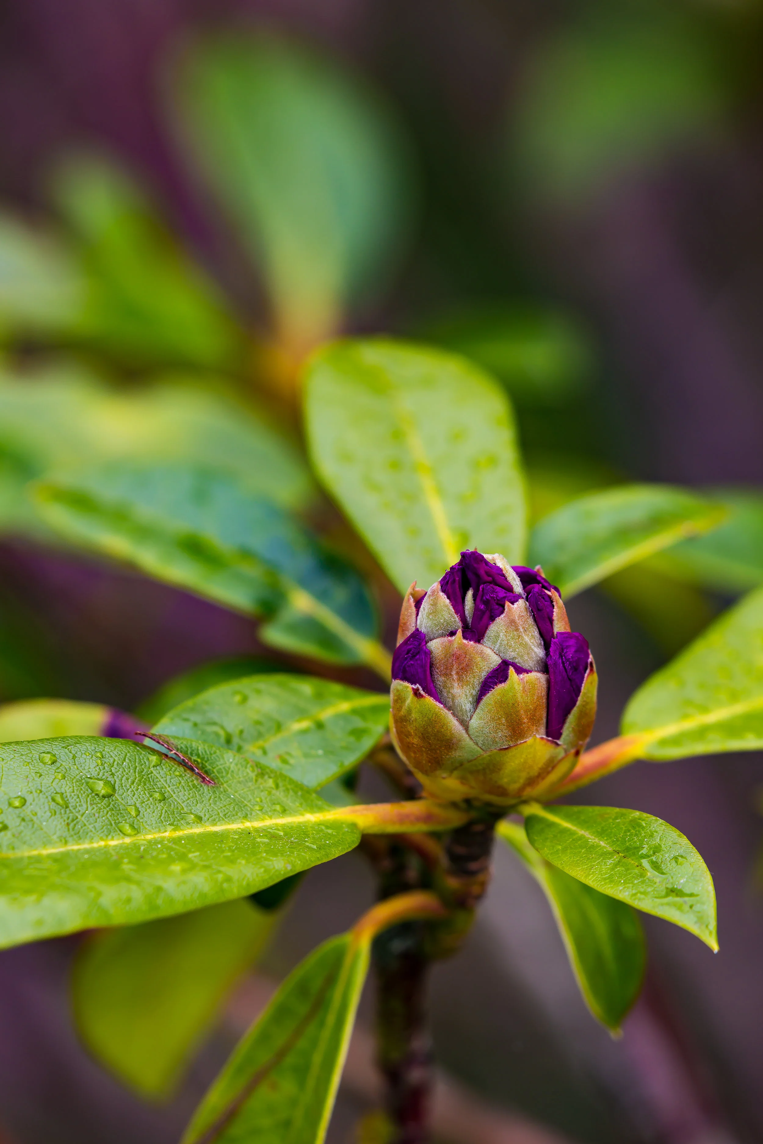 (593) Purple Rhododendron, Edinburgh, Scotland.jpg