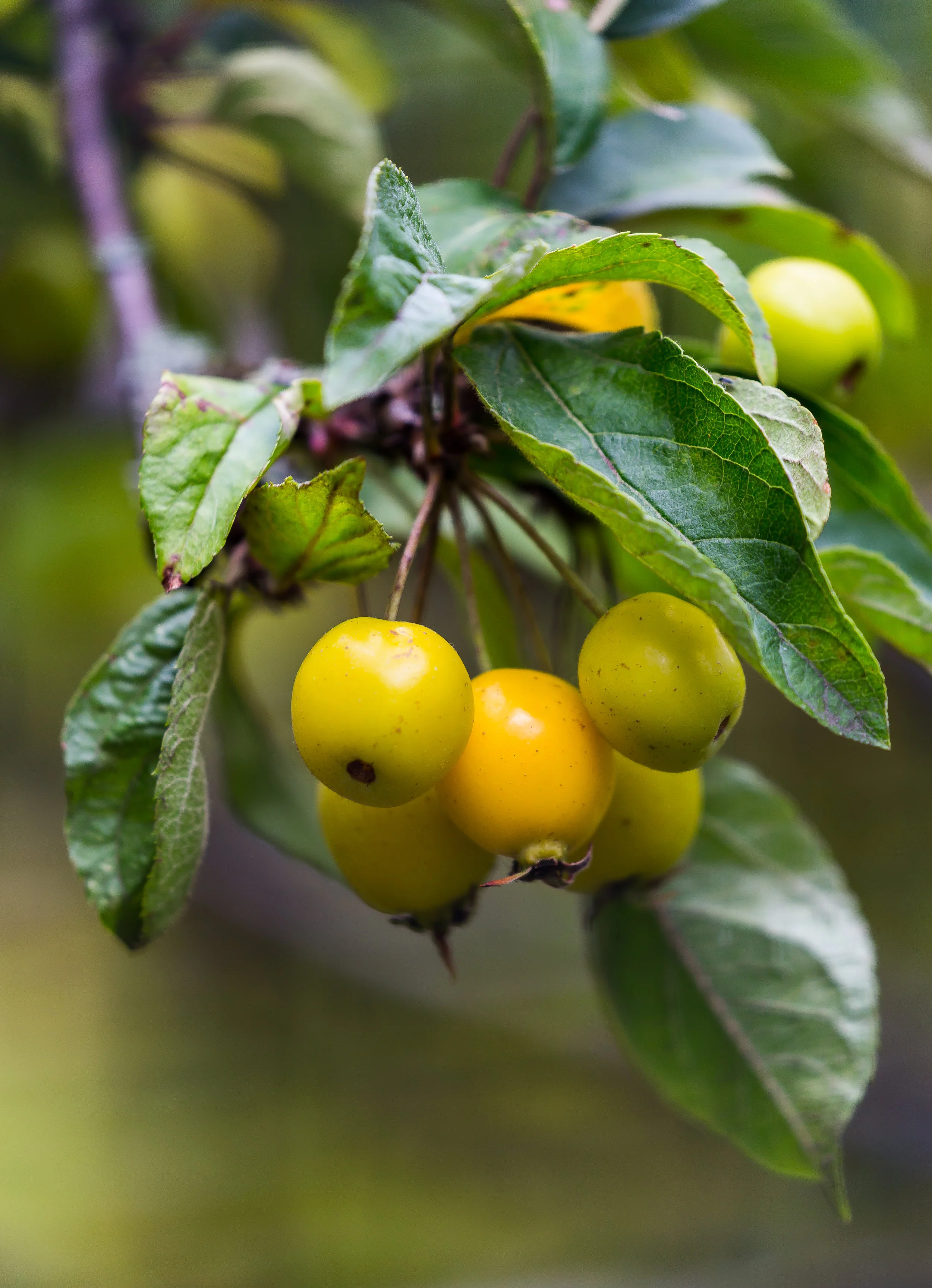 (821) Fruit in Edinburgh.jpg