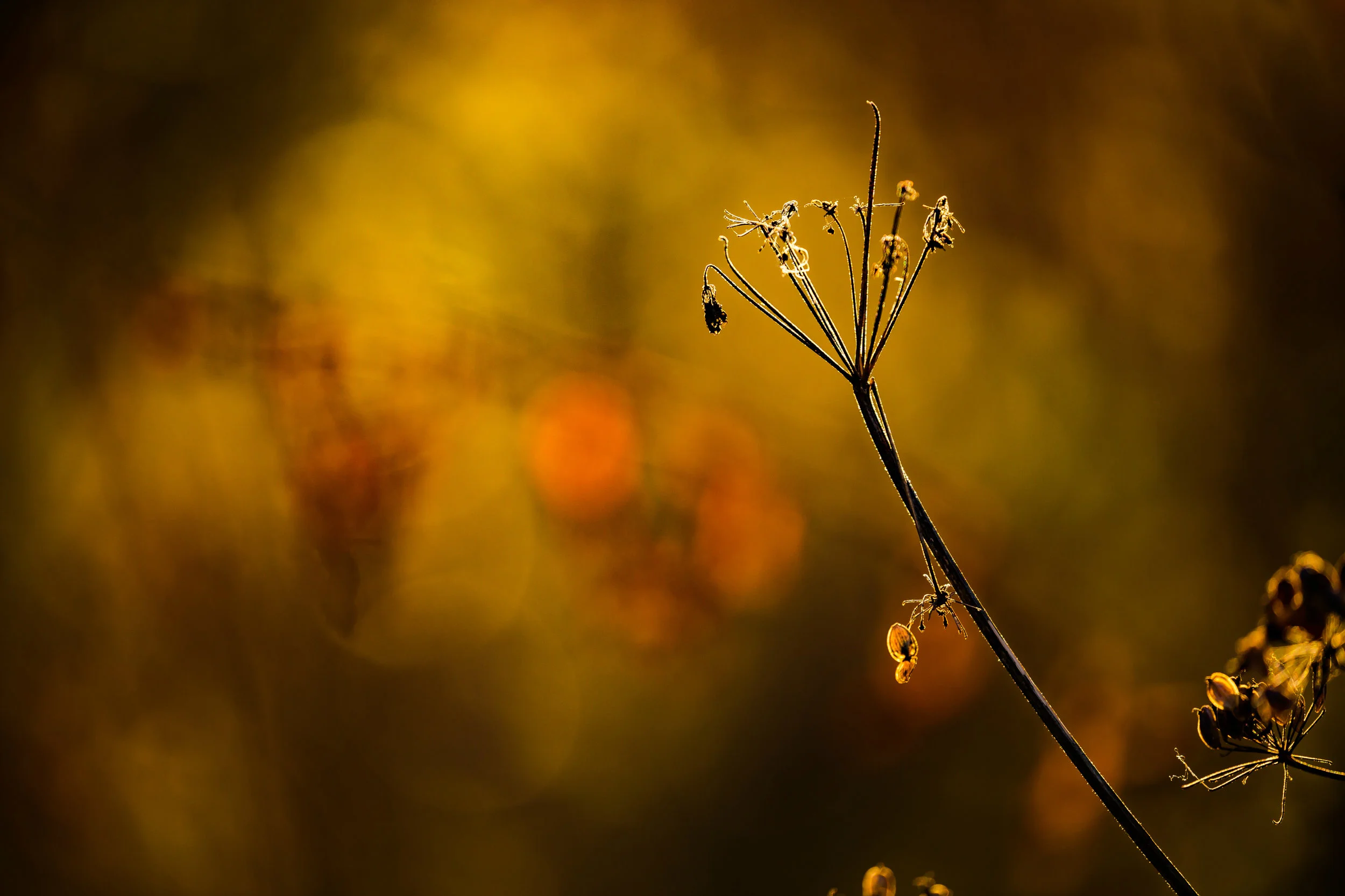 (873) Delicate Autumn Woodland Highlights, Edinburgh, Scotland.jpg