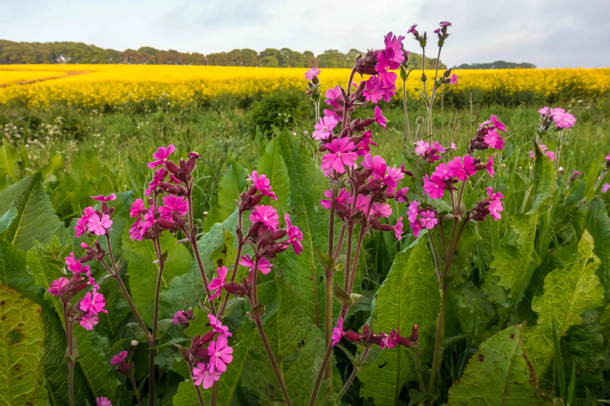 (1107) Wild Red Campion Flower (Silene dioica) and Yellow Rapeseed, Ratho, Edinburgh, Scotland May 2018.jpg