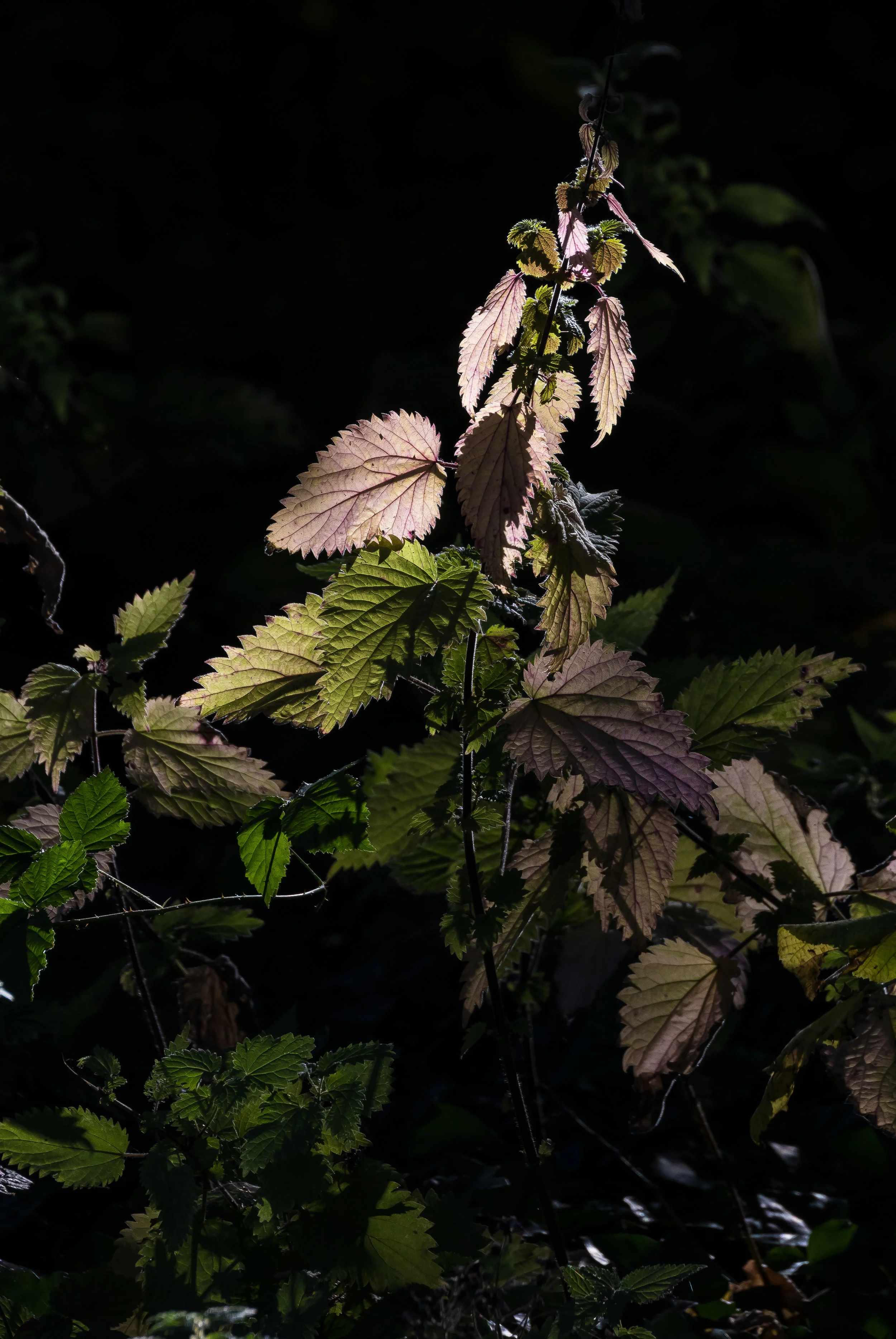 (1170) Backlit Nettle, Union Canon, Edinburgh, Scotland.jpg