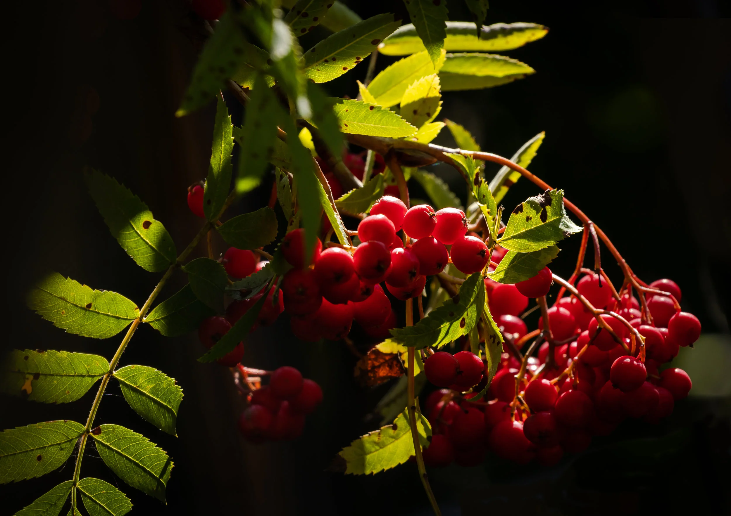 (1174) Rowan Tree, Ratho, West Edinburgh, Scotland.jpg