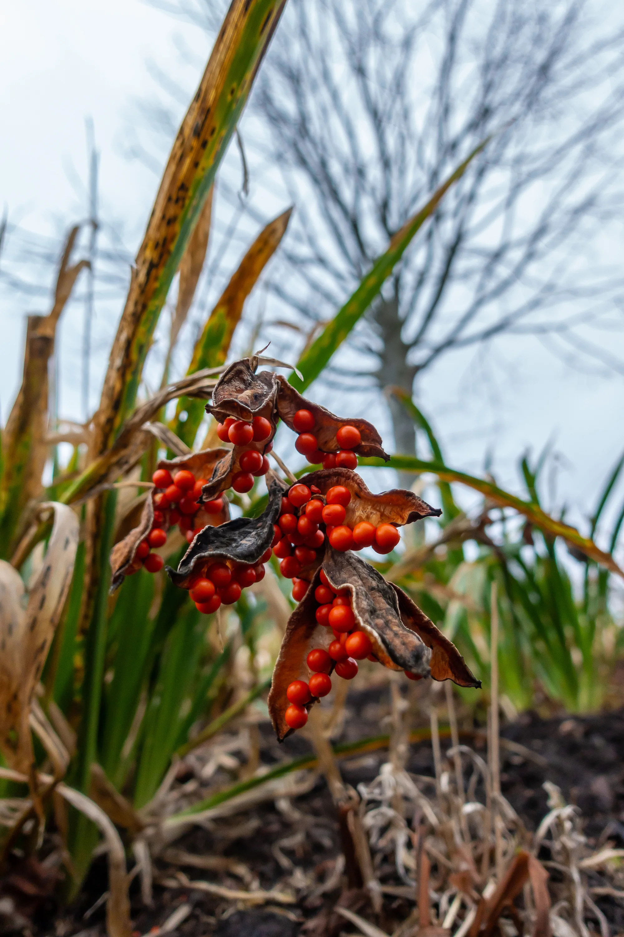 (1266) Red Winter Berries, Edinburgh Zoo, Corstorphine, Edinburgh, Scotland copy.jpg