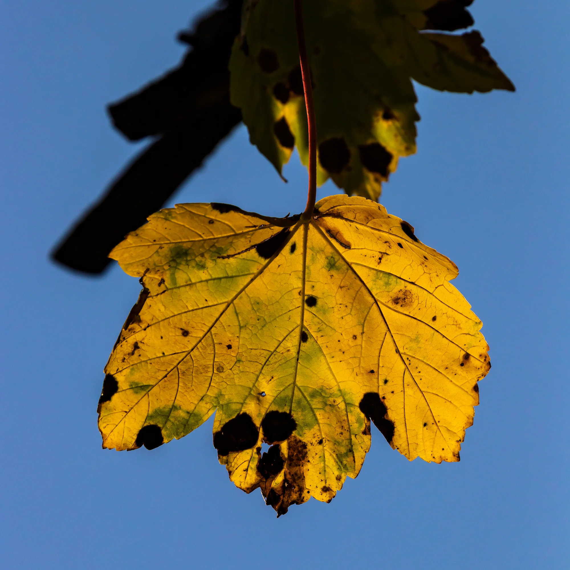 (1292) Backlit Yellow Autumn Leaf, Ratho, West Edinburgh, Scotland copy.jpg