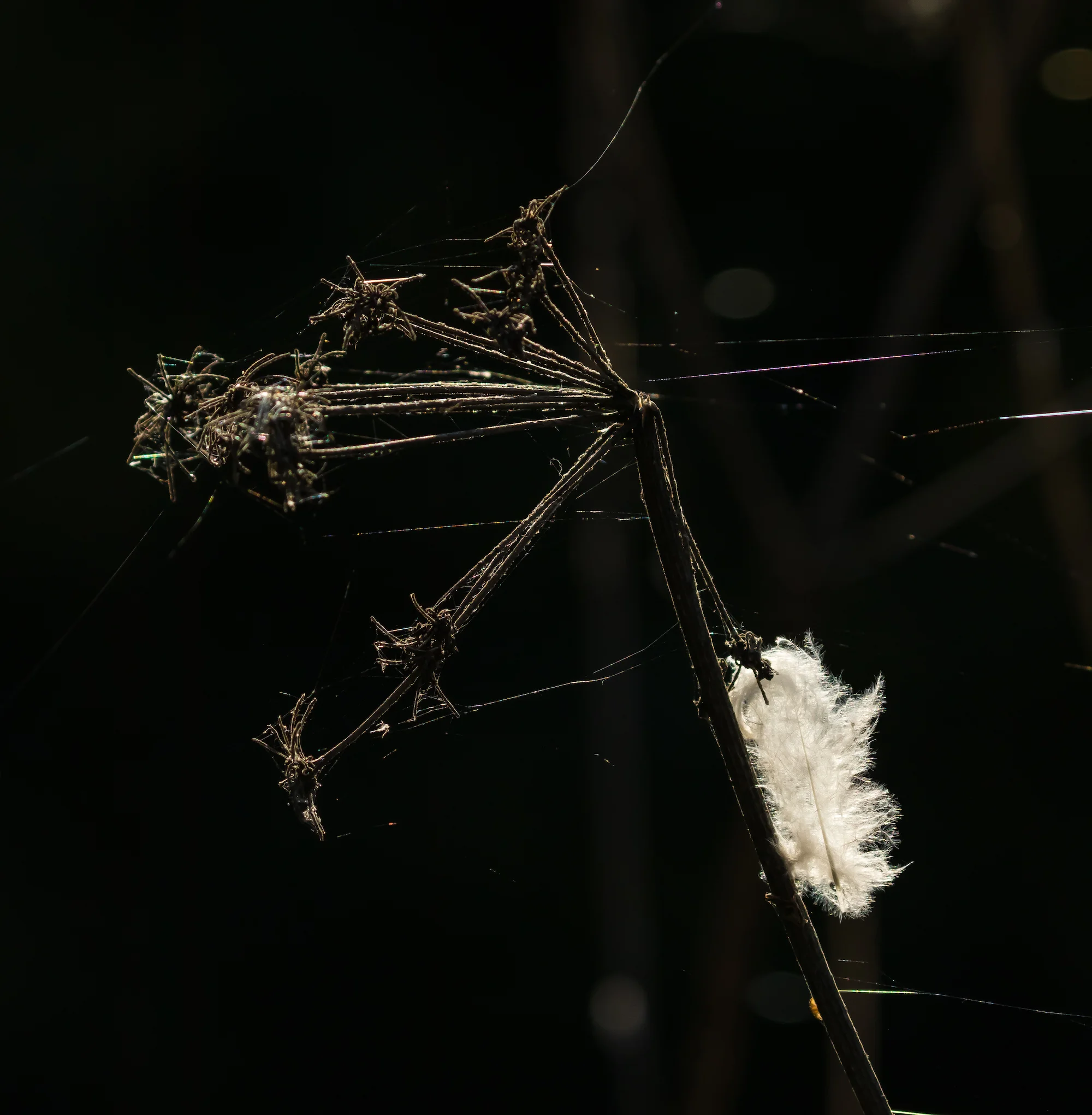 (1293) Skeletal Decaying Plant and White Feather, The Union Canal, Addiston Farm Road, Hermiston, Edinburgh, Scotland copy.jpg