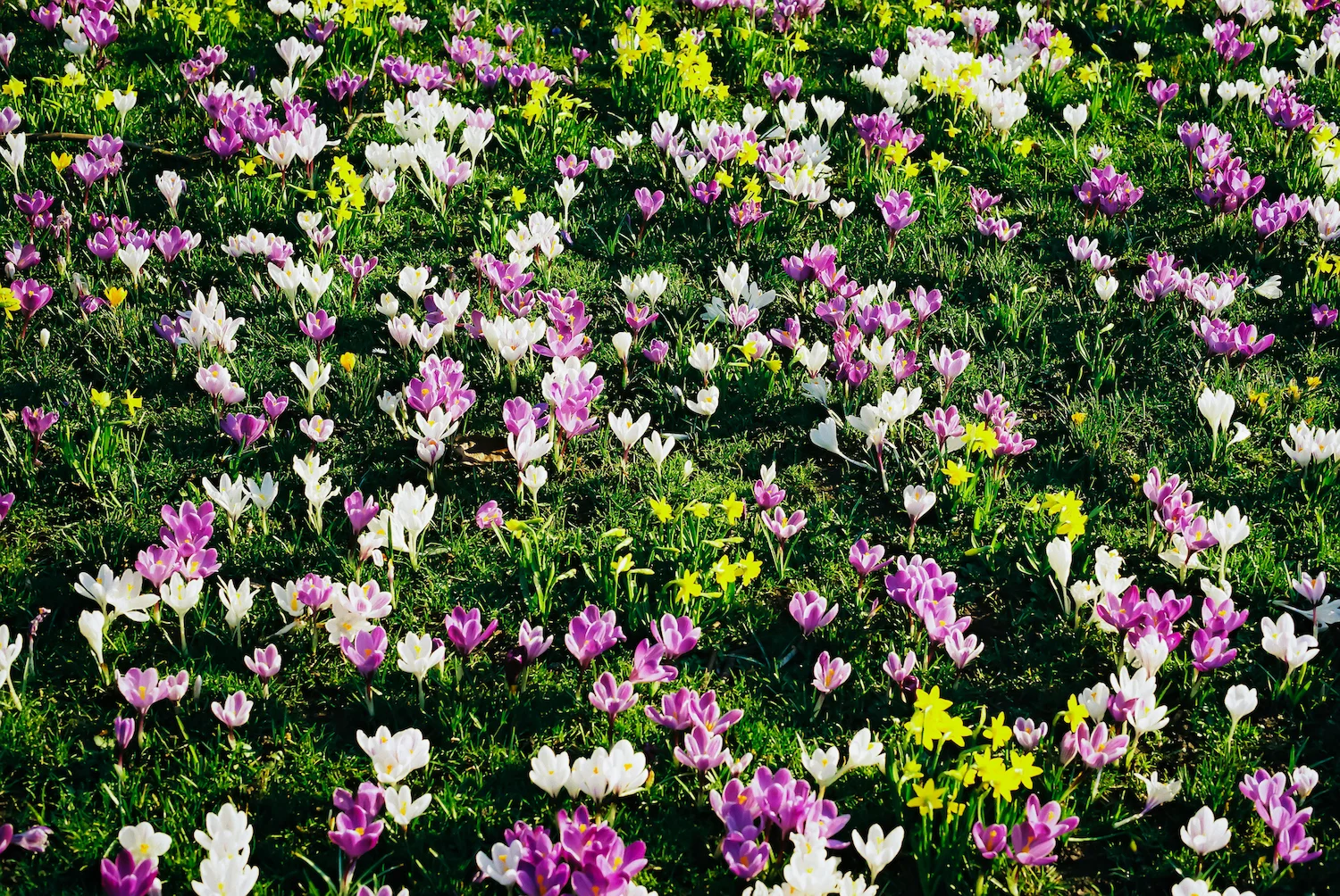 (1226) Purple and White Winter Crocuses and Yellow Dwarf Daffodils, East Princes Street Gardens, Edinburgh, Scotland. 35mm film copy.jpg