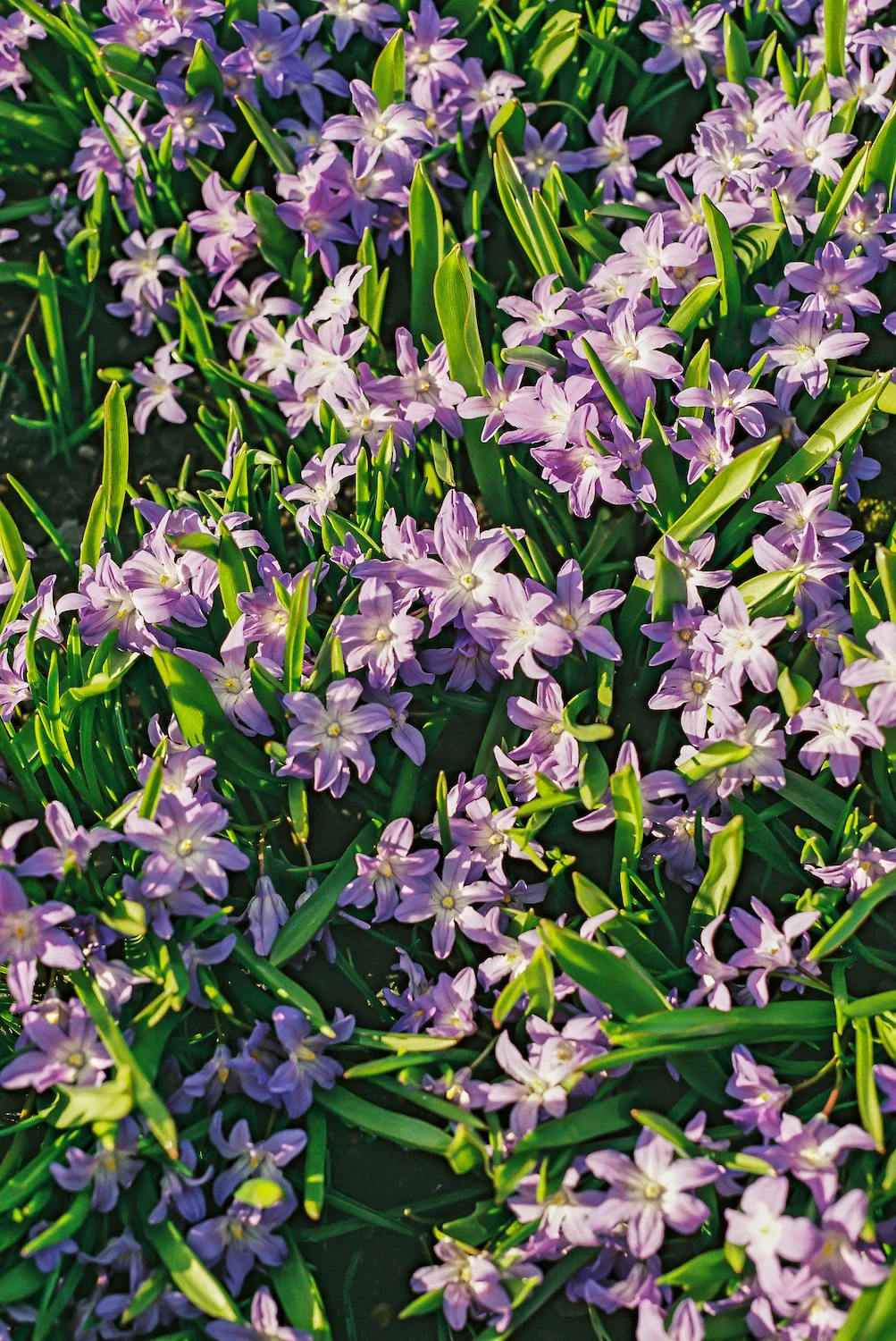 (1349) Purple Spring Flowers, Princes Street Gardens, Edinburgh, Scotland. 35mm film copy.jpg