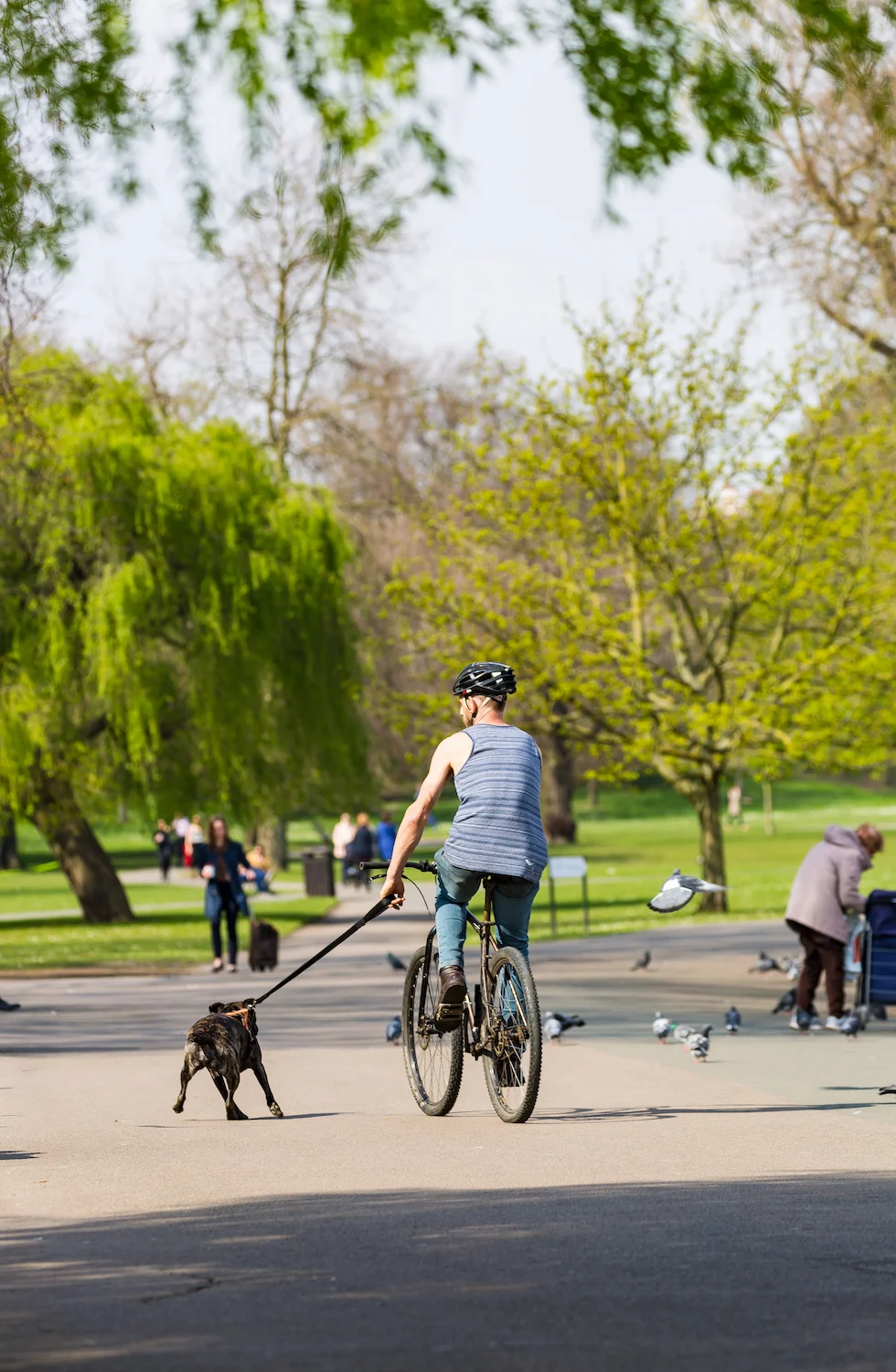 (78) Taking the Dog for a Walk in Regent's Park, Westminster, Royal Parks of London, London, England copy.jpg