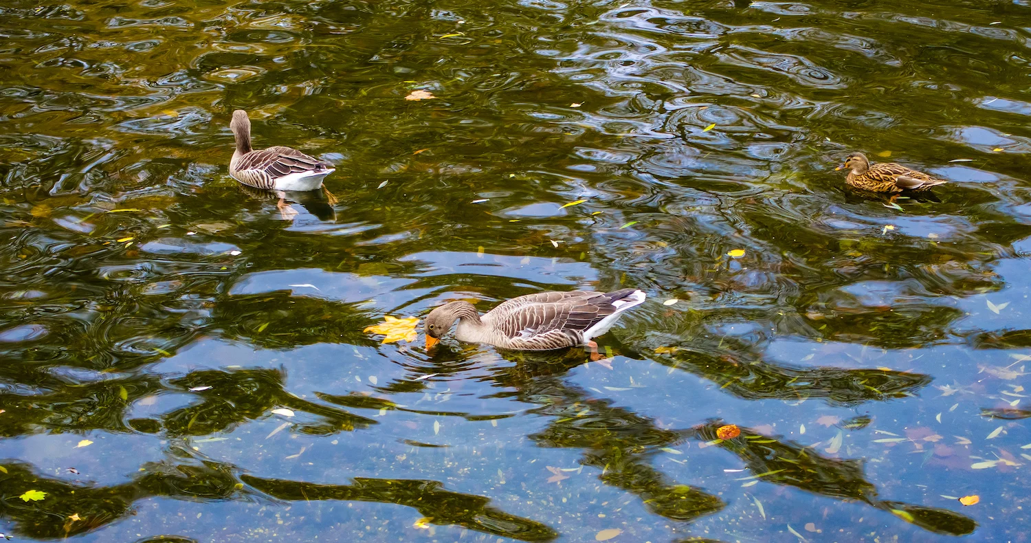 (33) Ducks on St James's Park Lake, St James's, City of Westminster, London, England copy.jpg