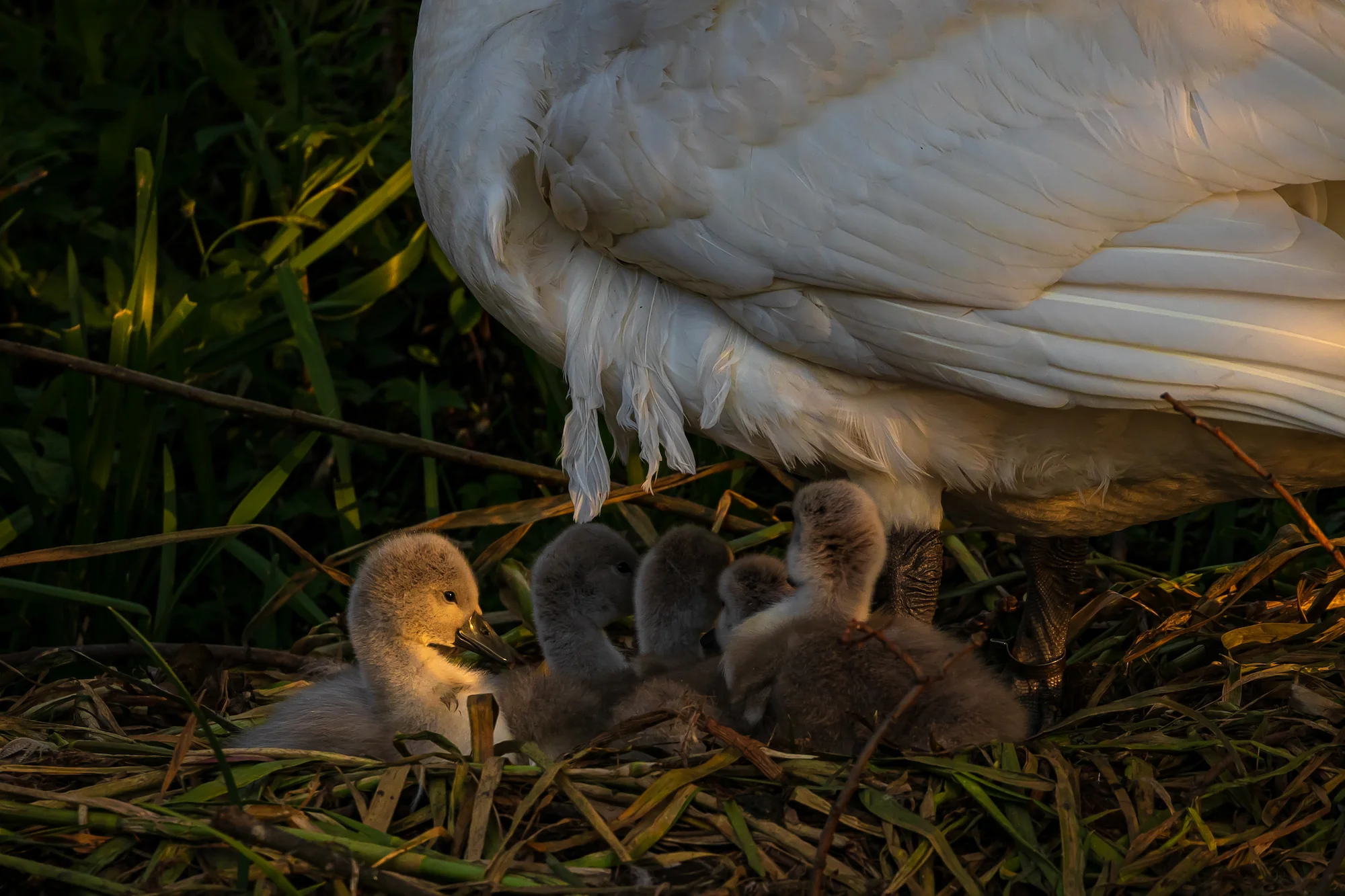 (1396) Cygnets, Mother Swan bathing in rays from the setting sun, Union Canal, Ratho Marina, Ratho, West Edinburgh, Scotland. Copyright David Wheater.jpg